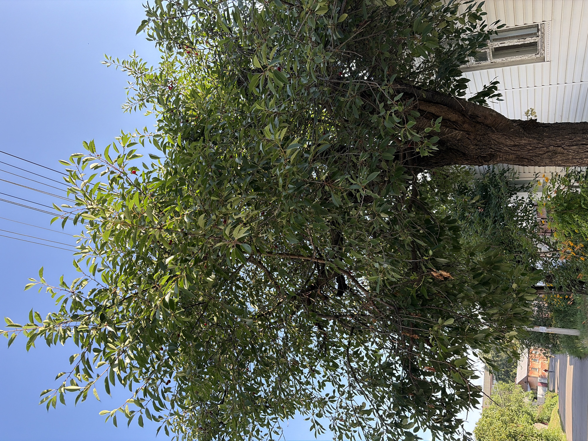 In Chernihiv, Ukraine, a mature cherry tree with dark bark and a full canopy of green leaves stands to the right of the frame. Several red cherries are visible among the leaves. To the right of the tree, a white-paneled house with a weathered window is partially visible. To the left of the tree, a paved road leads away from the viewer, with a person walking on it in the distance. Further down the road, a small orange brick house with a single window and a red-tiled roof is visible. The sky above is clear and blue, with a few power lines stretching across the upper portion of the image.
