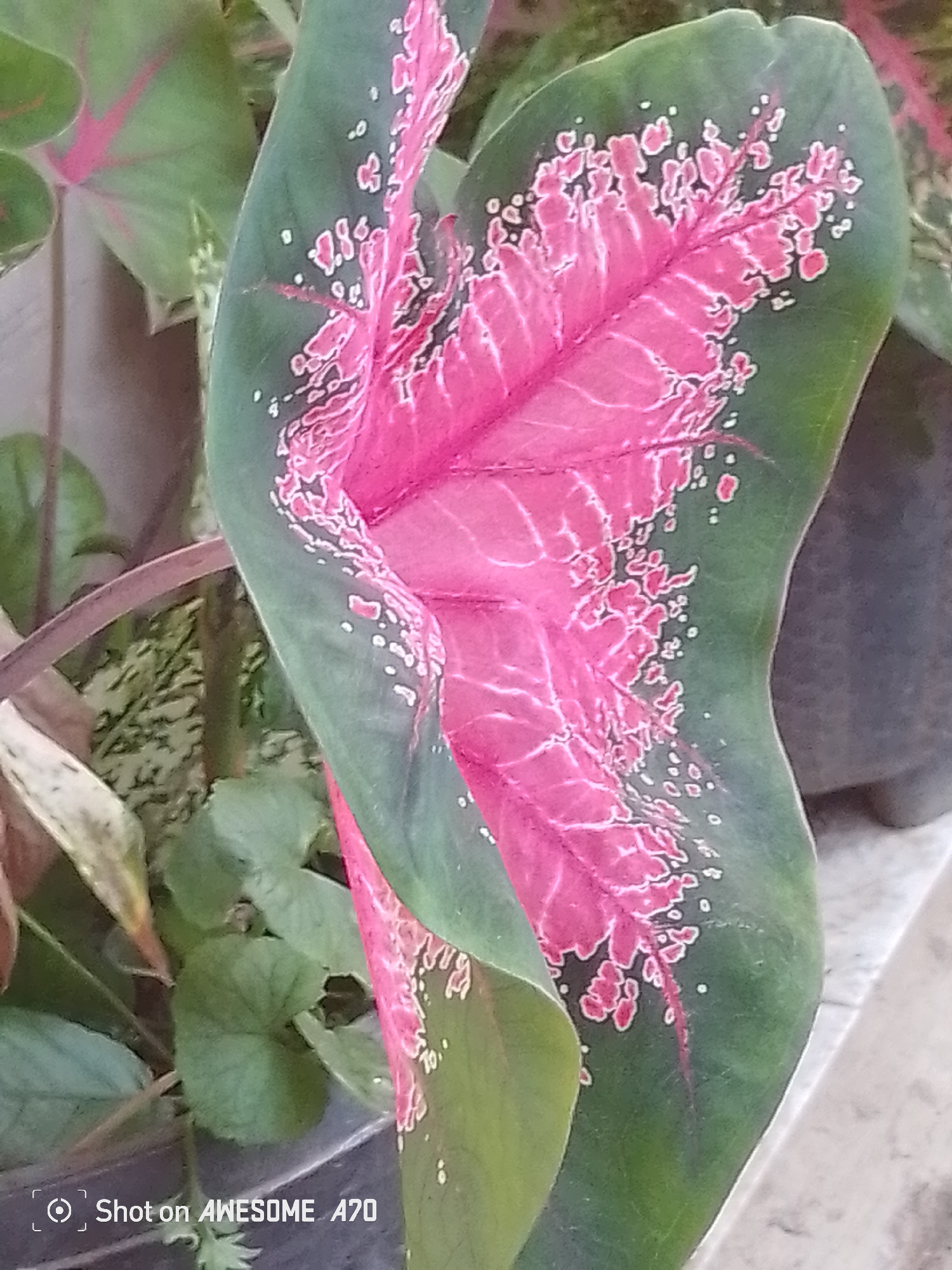 The image shows a close-up of a caladium leaf with a vibrant pink and green pattern. The leaf is the primary subject, filling most of the frame and exhibiting intricate veining. In the background, other green foliage and parts of a plant pot are visible, along with a tiled surface. A watermark in the lower left corner reads "Shot on AWESOME A70". The scene appears to be an outdoor garden setting.