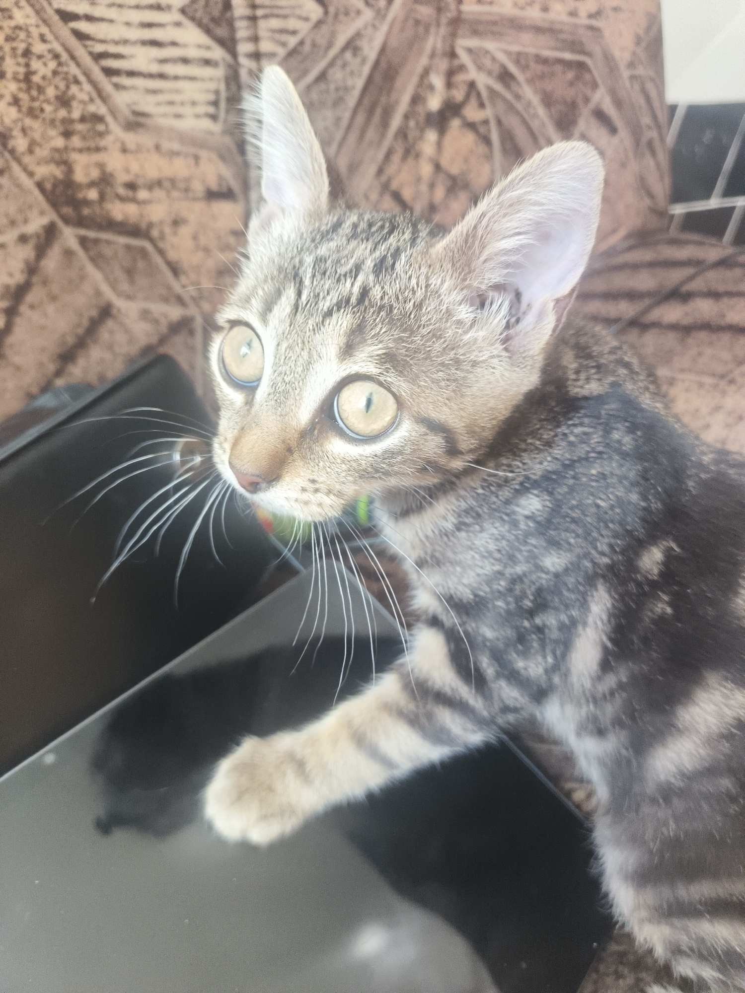 A young tabby cat with wide, light-colored eyes is the primary subject of this image. The cat is positioned on a dark, reflective surface, possibly a table or a laptop, and is looking off to the left with an inquisitive expression. Its fur is a mix of grey and brown stripes. The background consists of a textured, brown surface, possibly upholstery or wallpaper, with a repeating geometric pattern. The cat is wearing a thin, colorful collar. The image appears to be taken indoors, in a domestic setting. There is no information available to place this image in the city of Vologda, Russia.
