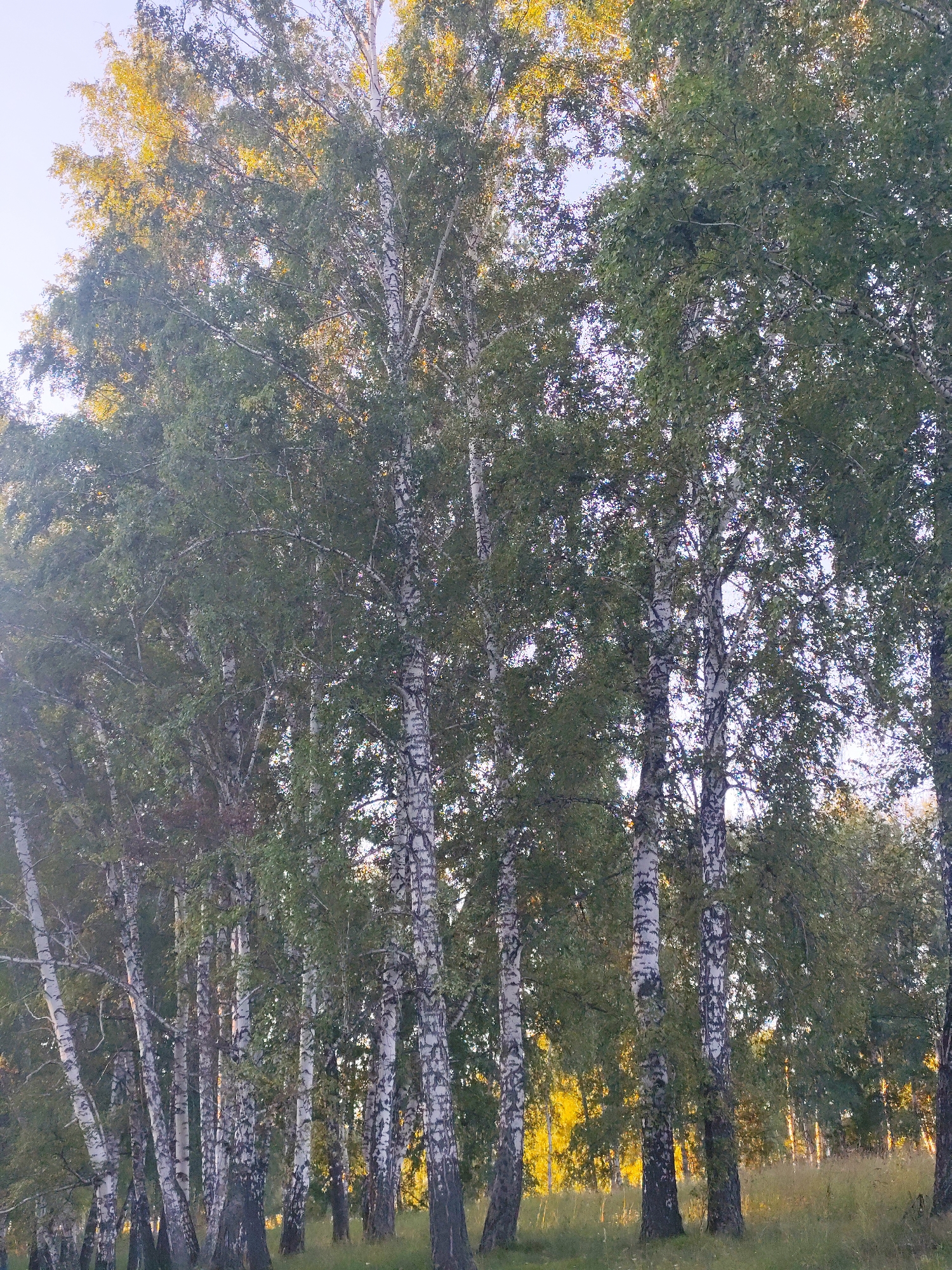 The image shows a dense stand of birch trees in what appears to be a natural setting, possibly a park or forest edge, within the city of Barlaksky, Russia. The trees have the characteristic white bark with black markings of birch trees. Sunlight filters through the leaves, creating bright patches and highlighting the trunks. The ground is covered with grass and some dry vegetation. The sky is visible at the top, a pale blue with some bright areas suggesting sunlight. There are no people or animals visible in the image. The overall impression is one of a peaceful, natural scene during daytime, likely in late summer or early autumn given the mixed colors of green and hints of yellow in the foliage.