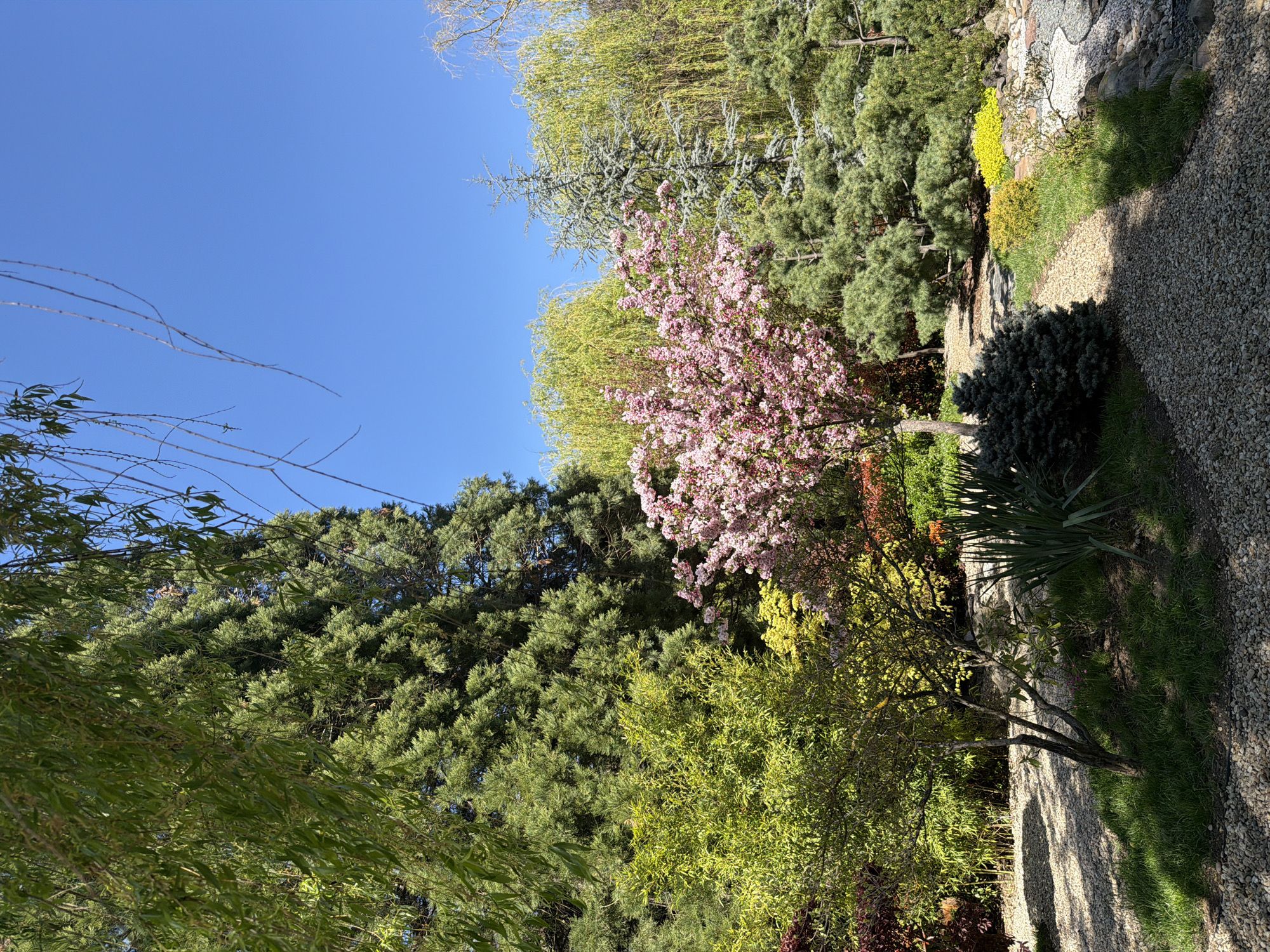 The image depicts a vibrant garden scene. There's a clear blue sky above, which contrasts with the lush greenery. Various trees and bushes fill the space, including a tree with pink blossoms. There is a gravel path alongside the grass. The scene is possibly located in the city of Sofia, Bulgaria.