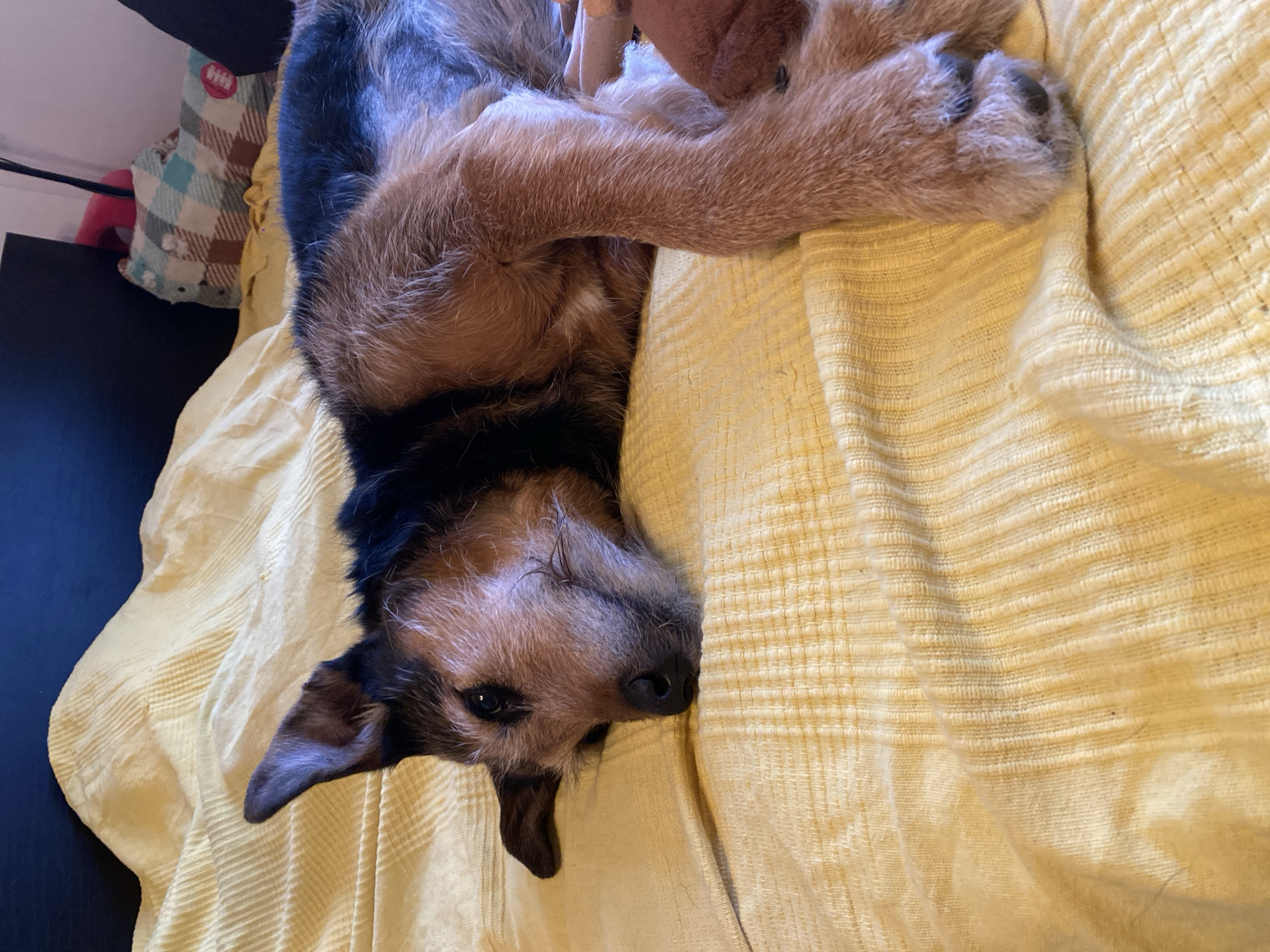 A medium-sized, brown and black terrier-type dog is lying on its back on a yellow textured blanket. The dog's head is tilted to the left, and its paws are crossed on the right side of the frame. Part of a blue and white patterned object and a black object are visible in the upper left corner. The background is out of focus. There is no indication this image was taken in Moscow, Russia.