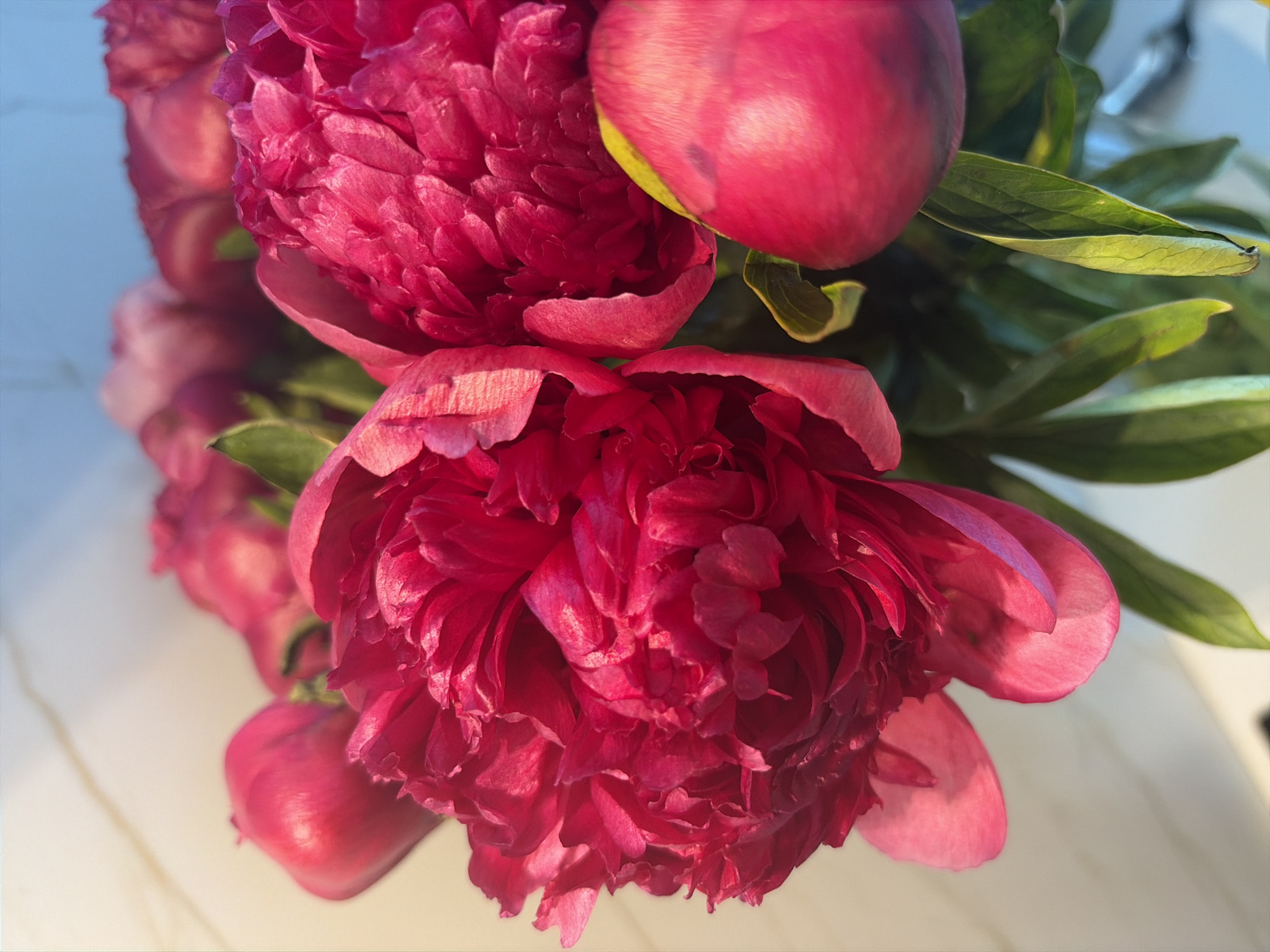 The image shows a close-up view of a bouquet of vibrant pink peonies. The flowers are in various stages of bloom, with some fully open and others still in bud. The petals are delicate and layered, creating a sense of depth and texture. The background is a soft blur of light colors, suggesting an indoor setting with natural light. There are no people or animals present in the image, and no context is provided to indicate the location in Moscow, Russia. The scene is serene and visually appealing, focusing solely on the natural beauty of the peonies.
