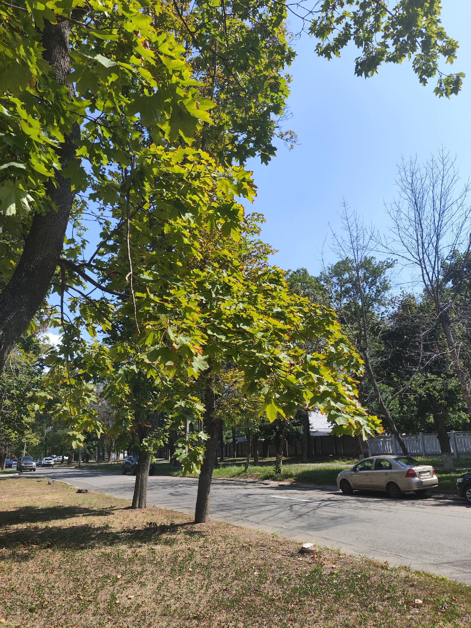 A sunlit, clear sky provides the backdrop for a street scene in Kharkiv, Ukraine. The foreground is dominated by the lush green foliage of several large trees, their leaves casting dappled shadows onto a dry, matted lawn. A paved road runs parallel to the lawn, with a few cars parked along its edge and one moving in the distance. A light-colored sedan is parked on the right side of the road, facing away from the camera. Beyond the road, a fence and more trees line the background, suggesting a residential or park-like area. The overall impression is one of a peaceful, ordinary day in a city park or suburban street.