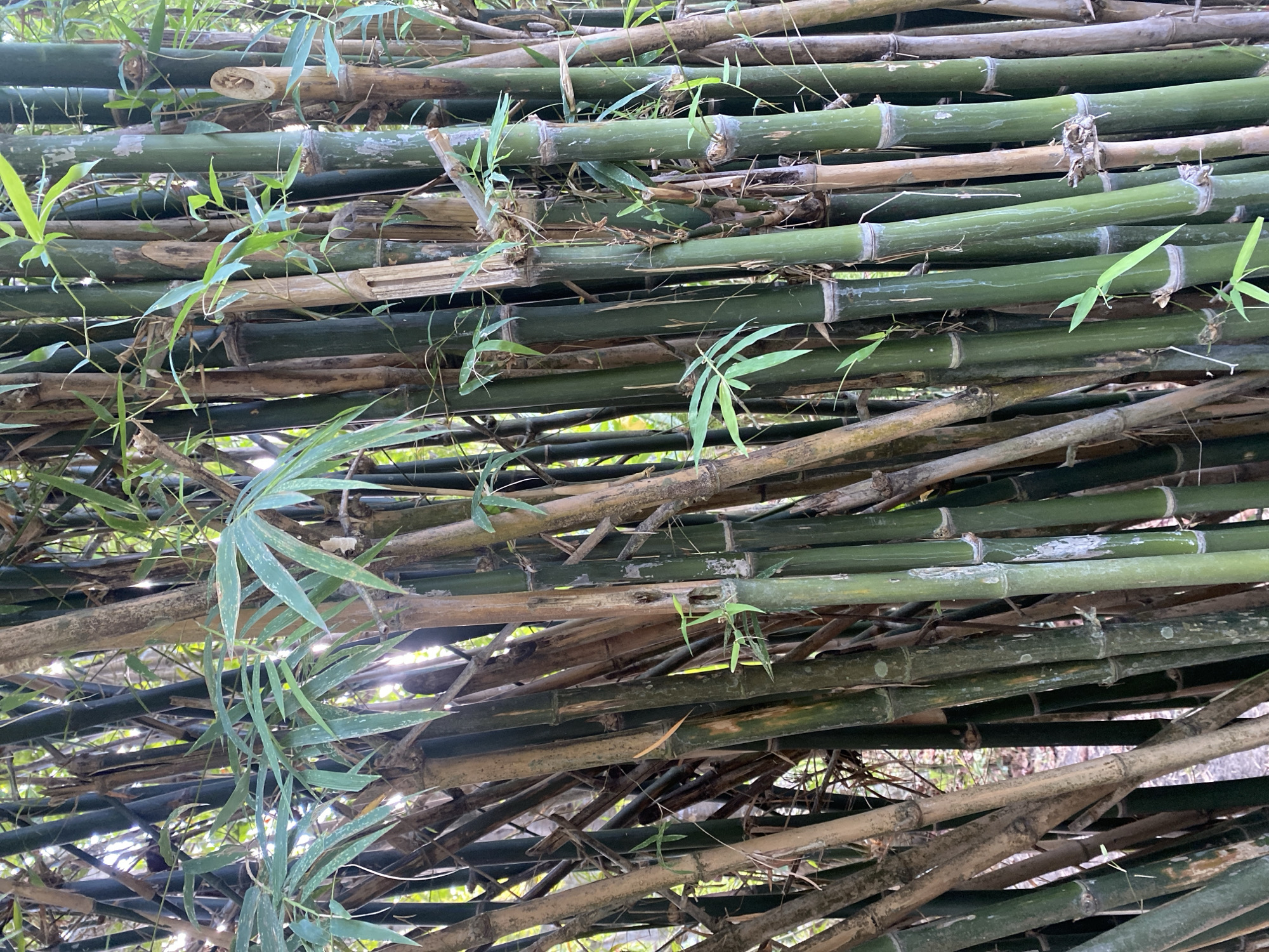 The image shows a dense thicket of bamboo stalks in Baan Kai, Thailand. The stalks vary in color from green to brown, indicating different ages. Some stalks have young green shoots growing from their nodes. The bamboo is arranged in a seemingly haphazard manner, suggesting a natural, rather than cultivated, growth pattern. Light filters through the bamboo, creating dappled patterns on the ground. There are no people visible in the scene.