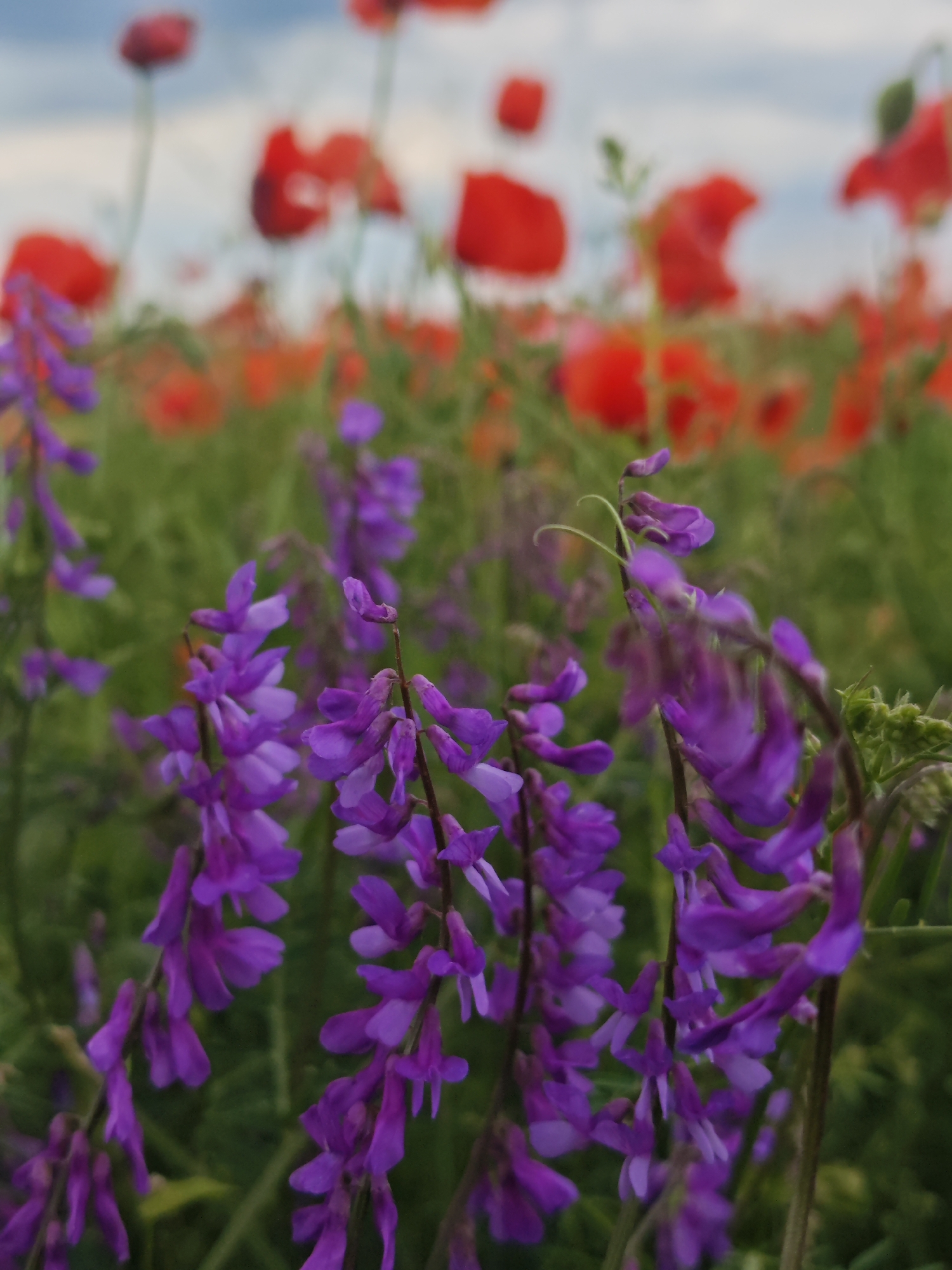 The image shows a field of purple flowers in the foreground with blurred red poppies in the background. The sky is overcast and a light blue. The purple flowers are small and clustered on long stems, with many individual blossoms creating a delicate, wispy appearance. Some of the purple flowers are in focus, revealing intricate petal structures, while others are softer and more blurred. The red poppies in the background are larger and appear as soft, vibrant splashes of color, some with distinct petal shapes. The overall impression is of a natural, wild landscape. There is no indication of the city of Yutsa, Russia in the image.