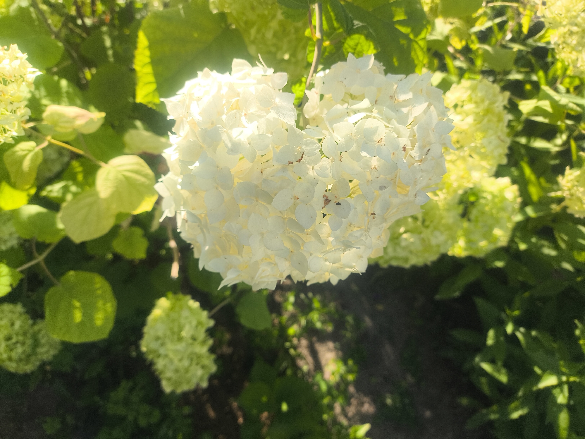 In an outdoor setting, a close-up shot focuses on a cluster of white hydrangea blooms. The flowers are tightly packed, forming a large, rounded inflorescence with individual petals visible. Behind and around the central bloom, additional hydrangea clusters in various stages of bloom, some a lighter green, are visible. Lush green foliage forms the backdrop, with some leaves catching the sunlight and appearing bright yellow. The ground below is blurred and out of focus, with hints of dark soil and more greenery. The overall impression is of a vibrant, sun-drenched garden scene.