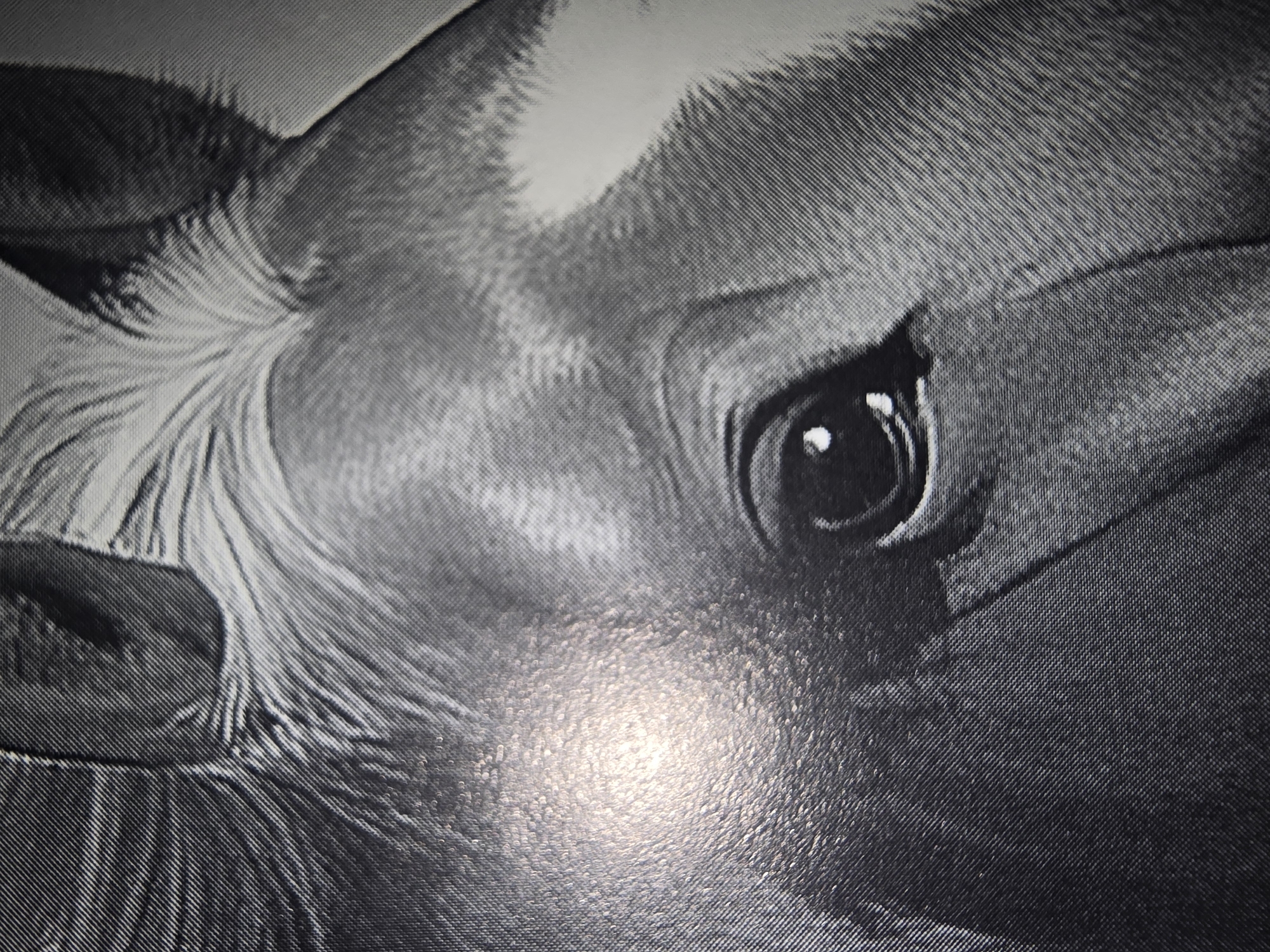 The image is a close-up, black and white photograph of a horse's eye and part of its head. The horse has a white blaze on its forehead, and its mane is visible. The lighting creates a strong highlight on the horse's forehead, and the texture of the image suggests it is a print on a textured surface, possibly canvas or a similar material. There is no indication of the city of Ulan-Ude, Russia, or any environmental context. The scene is entirely focused on the equine subject.