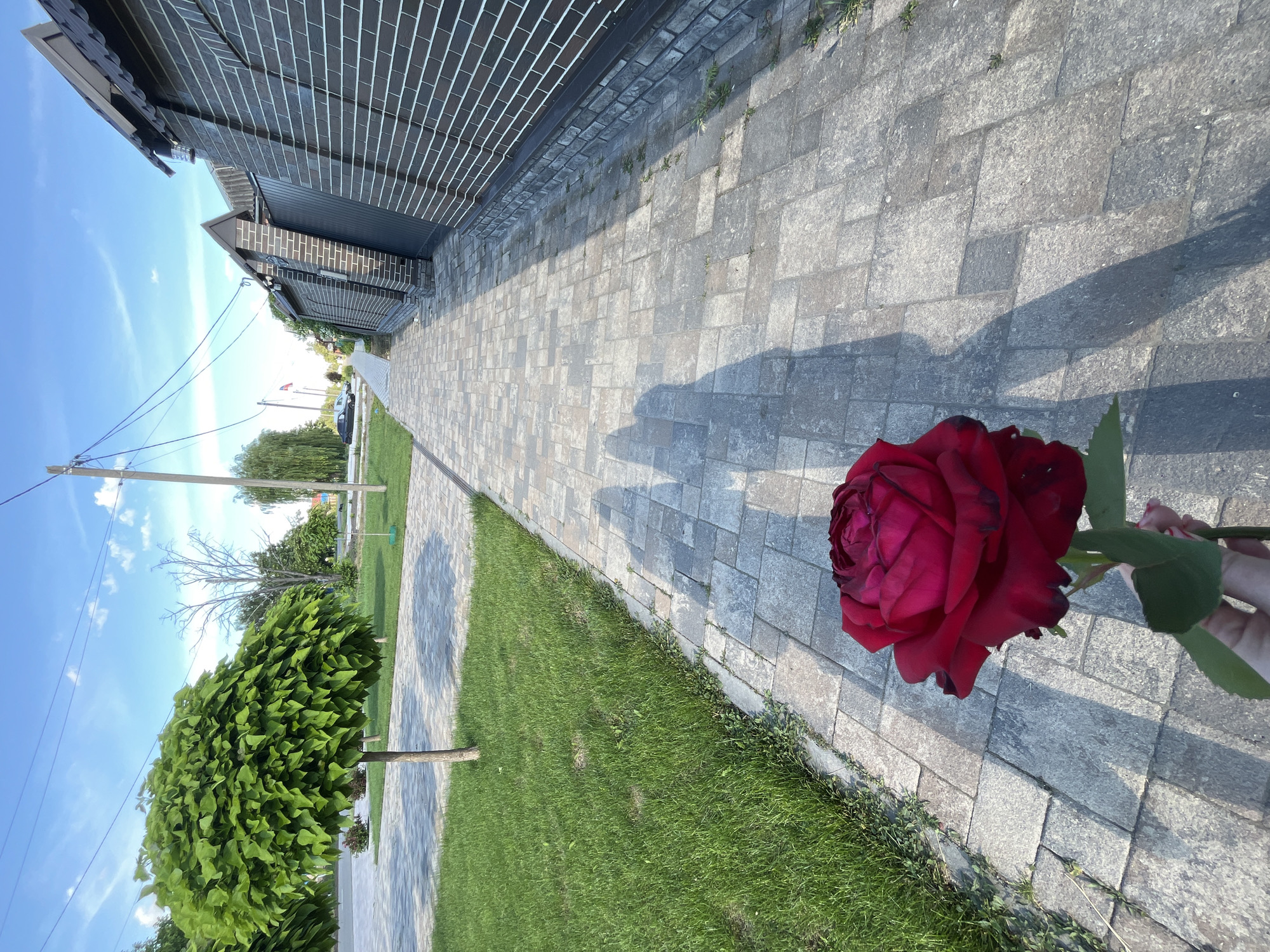 The image depicts an outdoor pedestrian scene in Novopokrovskaya, Russia, under clear blue skies with scattered white clouds, suggesting a sunny day. In the immediate foreground, a human hand is visible, holding a single dark red rose with green foliage. Two elongated human shadows are cast across the paved sidewalk from the bottom right, extending towards the center of the frame.
The central feature is a grey and beige multi-toned paved sidewalk, constructed from rectangular pavers, extending into the distance with a slight curve to the left. To the immediate left of the sidewalk is a strip of well-maintained green grass. Further left, beyond the grass, are additional paved areas and several deciduous trees with dense, rounded green canopies, indicating manicured landscaping. A bare tree is also visible further in the background on the left.
To the immediate right of the sidewalk, a dark brown brick wall with light grey mortar lines runs parallel, suggesting a property boundary. This wall integrates a dark-colored metal gate and fence structure further along its length. In the far background on the left, a dark-colored vehicle is partially visible on a wider paved surface, likely a street or parking area. A wooden utility pole with multiple dark overhead lines is present on the upper left, extending diagonally across the sky.