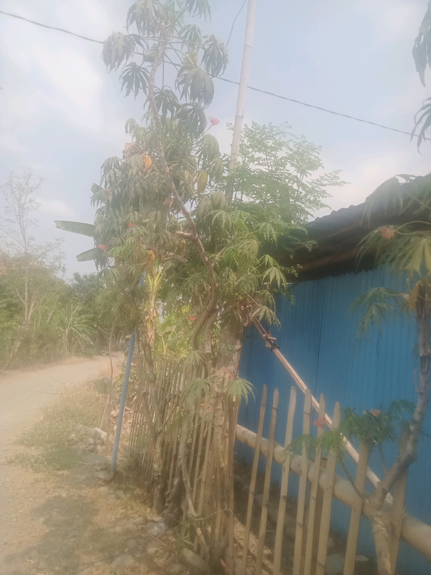 The image depicts an outdoor scene with a dirt road on the left and a blue corrugated metal structure with a dark roof on the right. A rudimentary fence made of vertical bamboo poles runs along the edge of the road and the structure. Several trees with large, distinct leaves are visible, some with small red flowers. A tall, thin bamboo pole stands vertically near the fence. The sky is overcast with a hazy atmosphere. The scene appears to be in a rural or semi-rural setting within Pendawa, Indonesia. There are no people visible in the image. The environment is characterized by natural vegetation and simple construction.