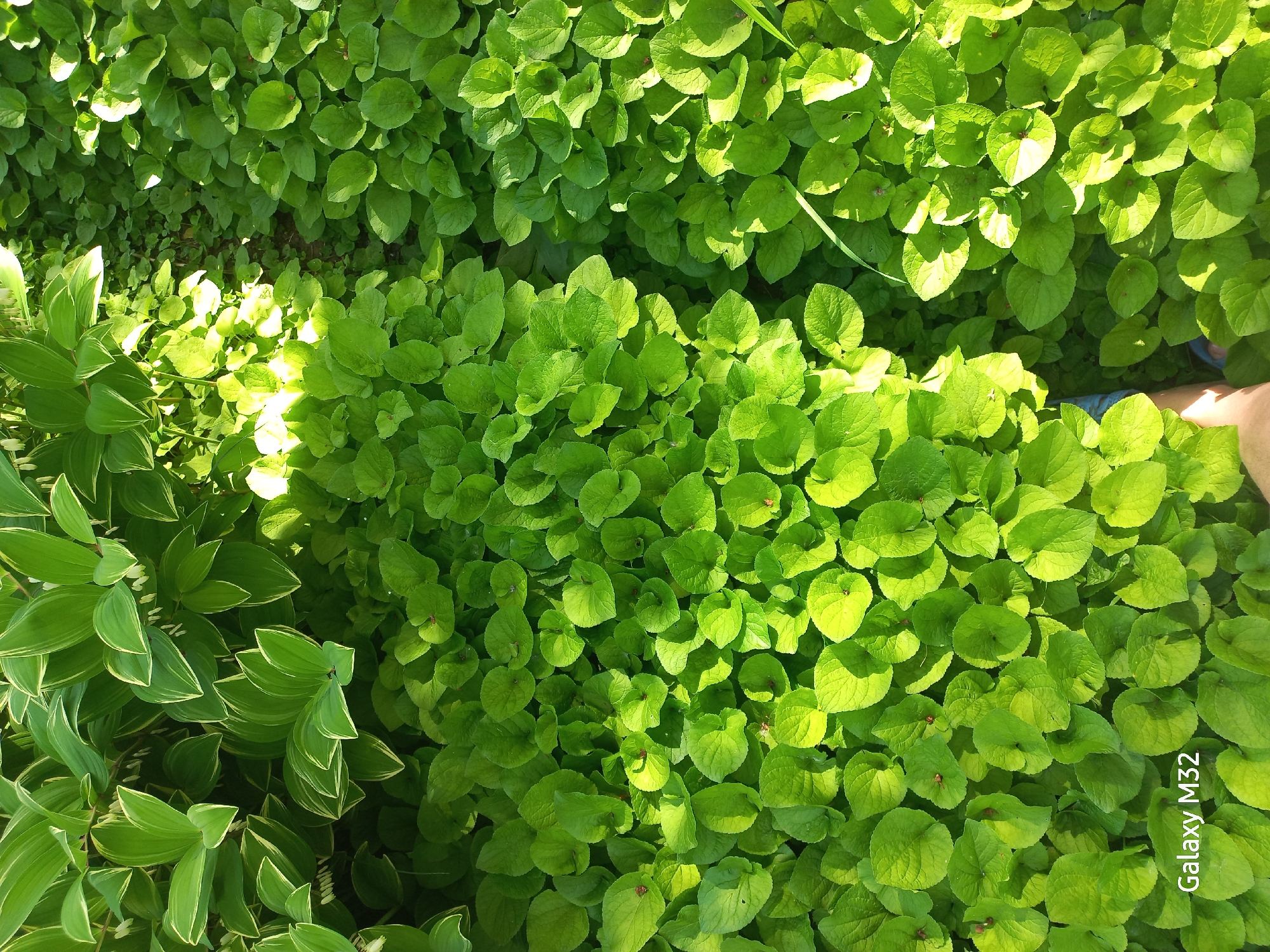 The image shows a patch of bright green ground cover plants, with some variegated hostas on the left side. The plants are densely packed together. A sliver of bare skin is visible on the right side of the frame. The photo was taken with a Galaxy M32. While it’s impossible to determine the exact location within Volzhsky, Russia, the scene depicts a garden or landscaped area.