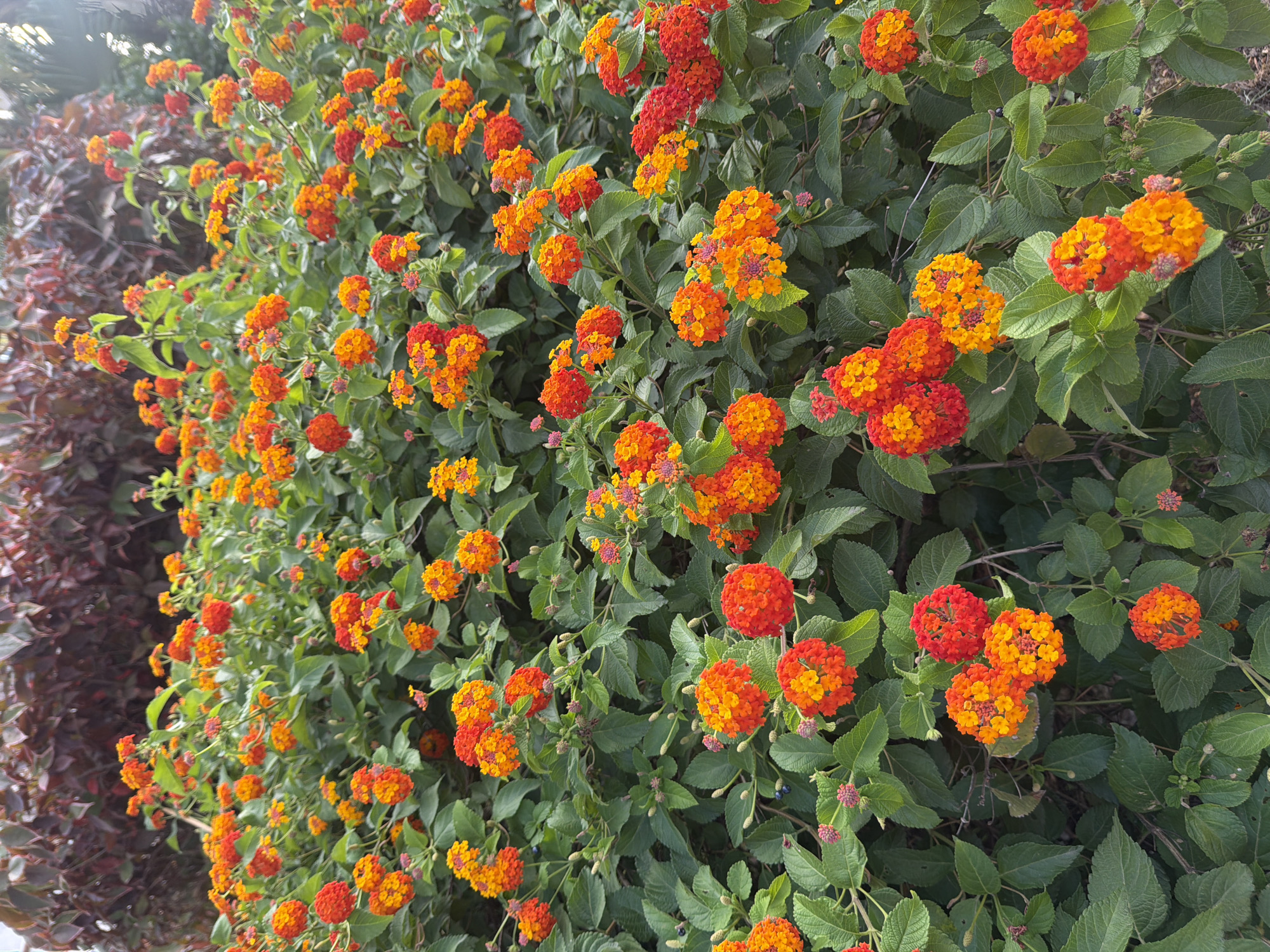 The image depicts a close-up view of a dense bush laden with vibrant, small, clustered flowers in shades of orange and red. The flowers are arranged in spherical or dome-like formations, with individual florets creating a textured appearance. Green, serrated leaves form a lush backdrop, intermingled with the blooms. In the upper portion of the image, the foliage of another plant, with darker, reddish-purple leaves, is visible, creating a layered effect. The lighting suggests it may be a sunny day, with some shadows present. The scene is set outdoors, likely in a garden or natural setting. No people or specific man-made objects are discernible, beyond the implied presence of a cultivated landscape.