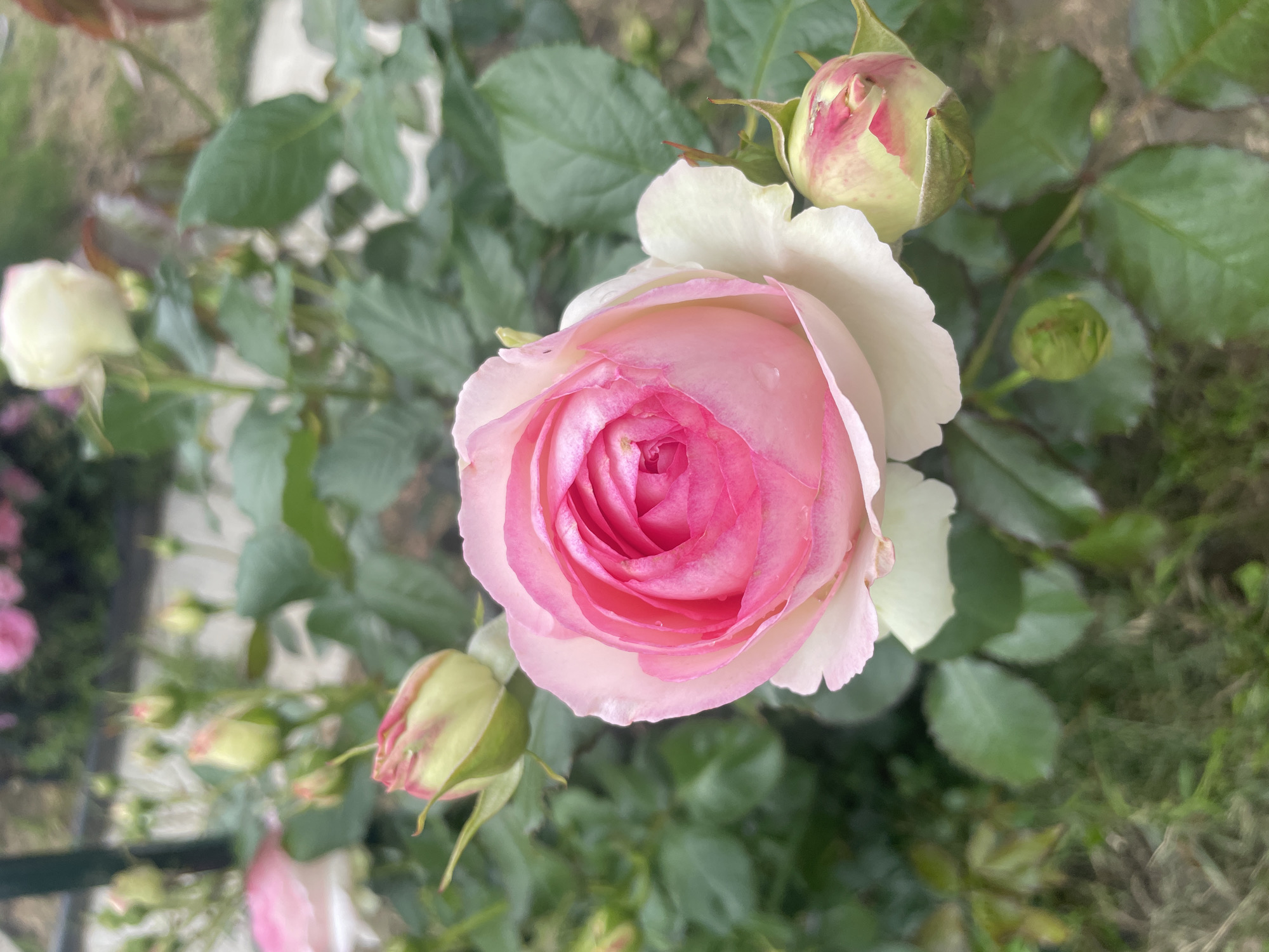 A close-up, high-angle shot captures a blooming pink and white rose in a garden setting. The rose, positioned centrally, exhibits layers of delicate pink petals fading to white at the edges. Several rosebuds, in various stages of development and displaying hints of pink, are visible around the main bloom. The background consists of lush green rose leaves and foliage, with a blurred pathway or ground cover visible in the distance. The scene is naturalistic and well-lit, suggesting an outdoor garden environment. There are no people or animals present in the image. The location is identified as Aropakkuzi, Russia.