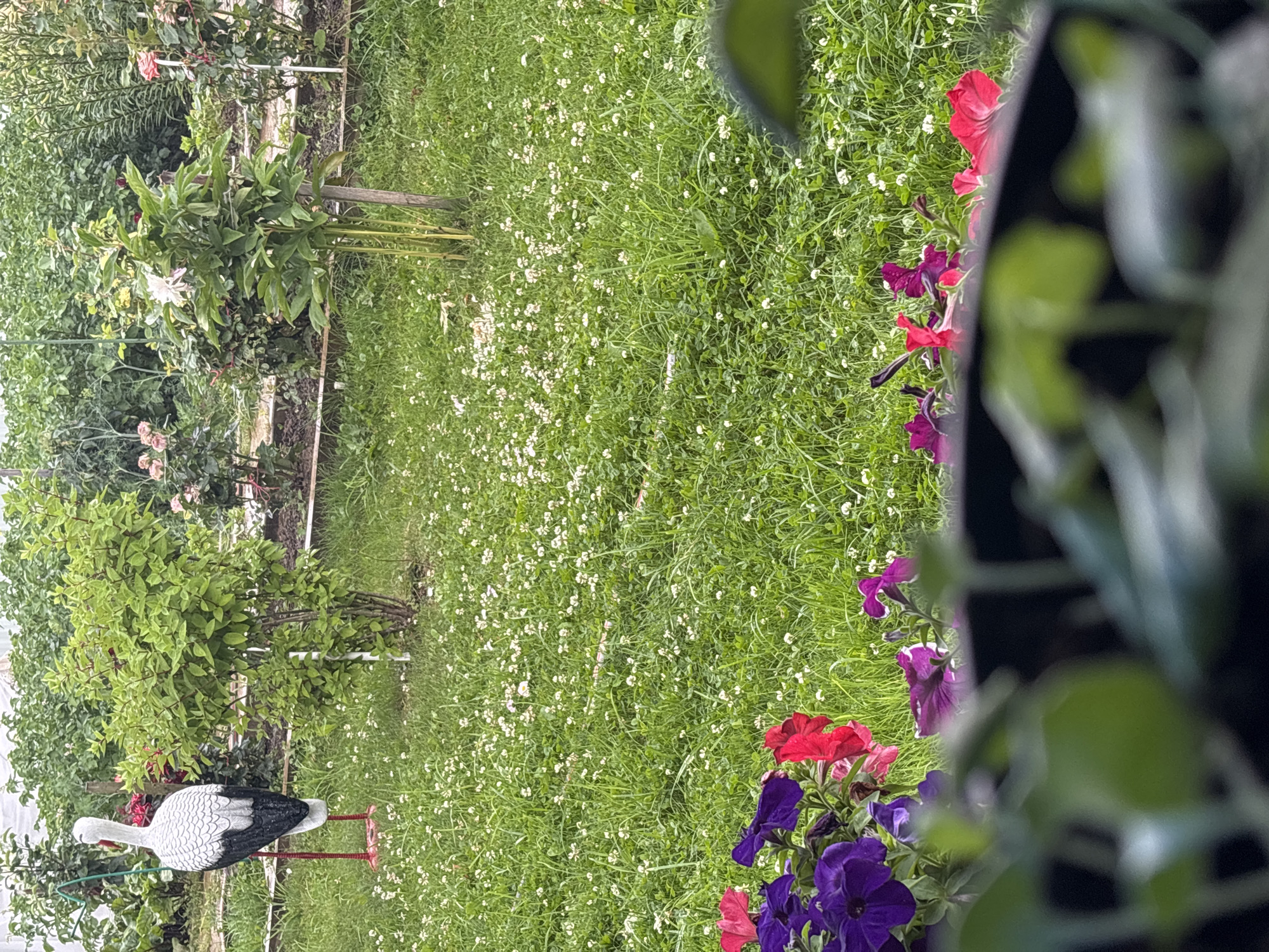 This image depicts a garden in Yermolino, Russia, with a focus on various plants and a decorative stork. In the foreground, a collection of vibrant petunias, in shades of purple and red, are partially blurred, suggesting they are in a planter. Behind them, a lush green lawn is dotted with small white flowers, possibly clover.
Further into the garden, a white stork statue with black accents and red legs stands prominently on the left side of the frame. It is positioned next to a green shrub. To the right of the shrub, a young tree is staked with a wooden pole. In the background, a row of rose bushes with pink and red blooms adds color to the scene, interspersed with other greenery and what appears to be a greenhouse structure. The overall environment suggests a well-maintained outdoor space, likely a backyard or a public garden. No people are visible in the image.