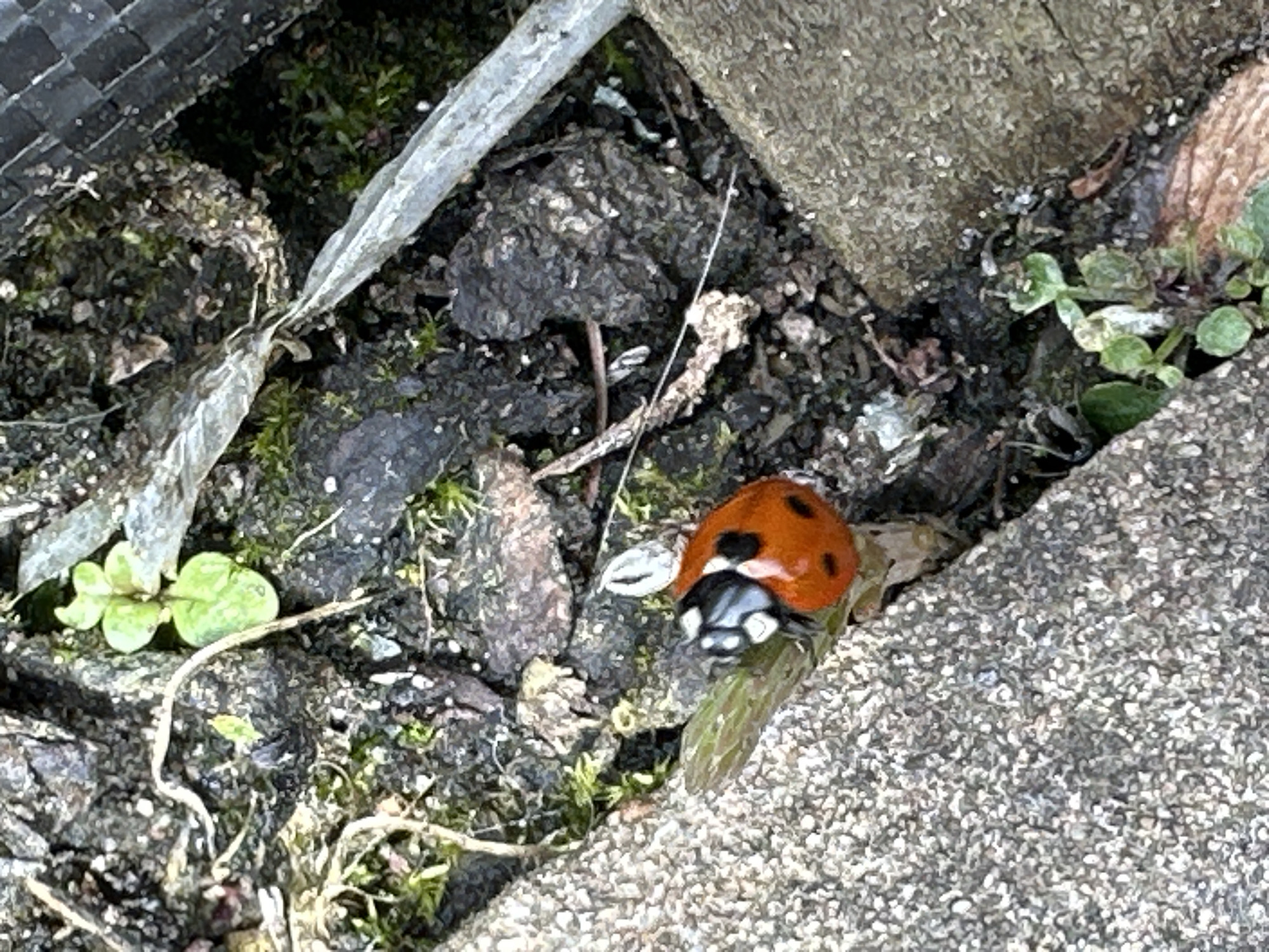 The image depicts a close-up view of a ladybug resting on a green plant stalk situated next to a textured, gray surface, possibly concrete. The surrounding environment consists of dark soil, decaying leaves, small green plants, and a piece of gray material, possibly plastic. The setting appears to be an overgrown, neglected area. The city and location are not discernible from the image.