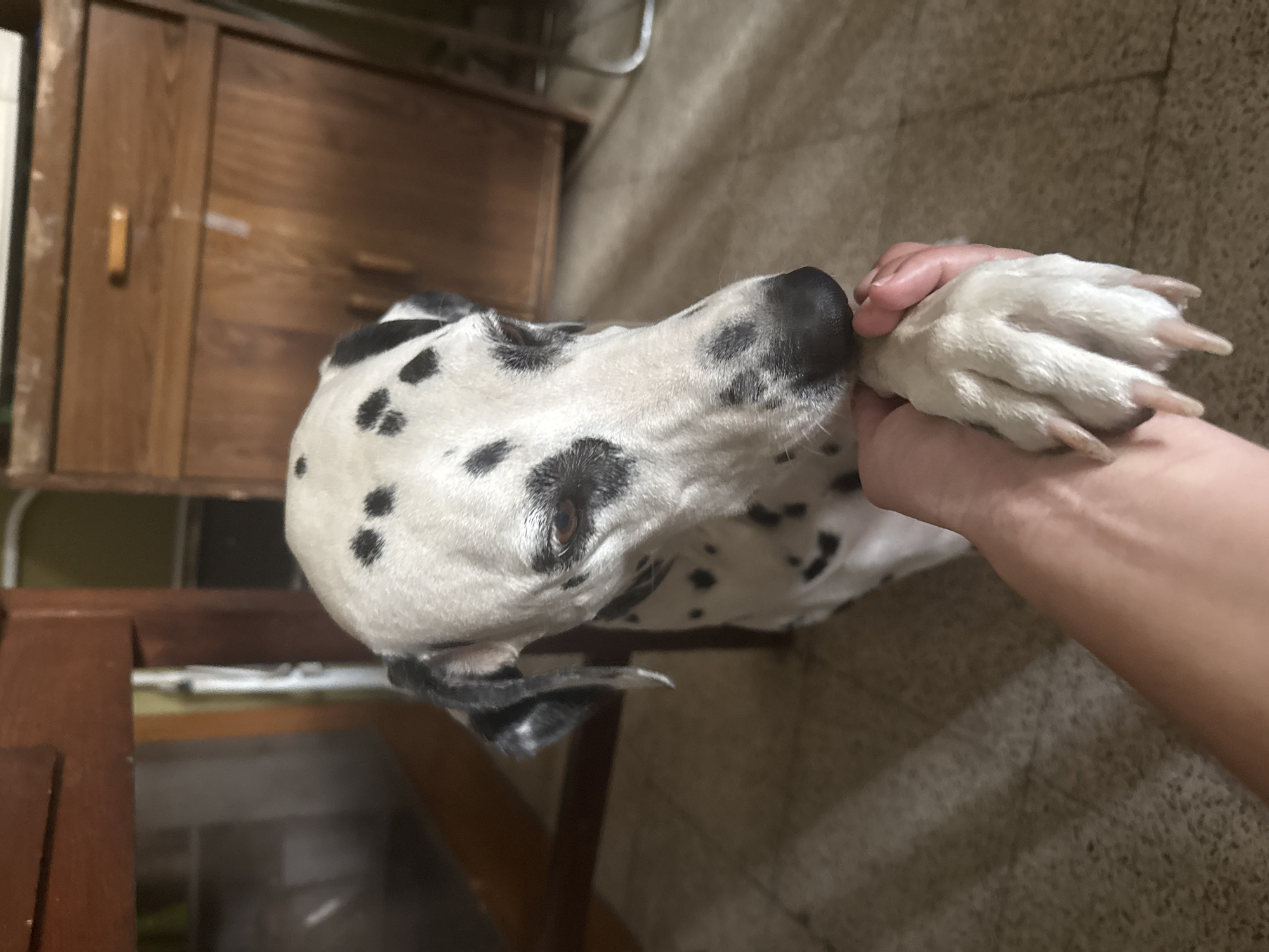 A close-up shot depicts a Dalmatian dog lying on a floor with a person holding its paw. The dog is white with black spots, and its black nose is pressed against the person's hand. The floor appears to be tiled. In the background is a wooden cabinet or piece of furniture. The specific location in Xochitepec, Mexico, is not identifiable from the image.