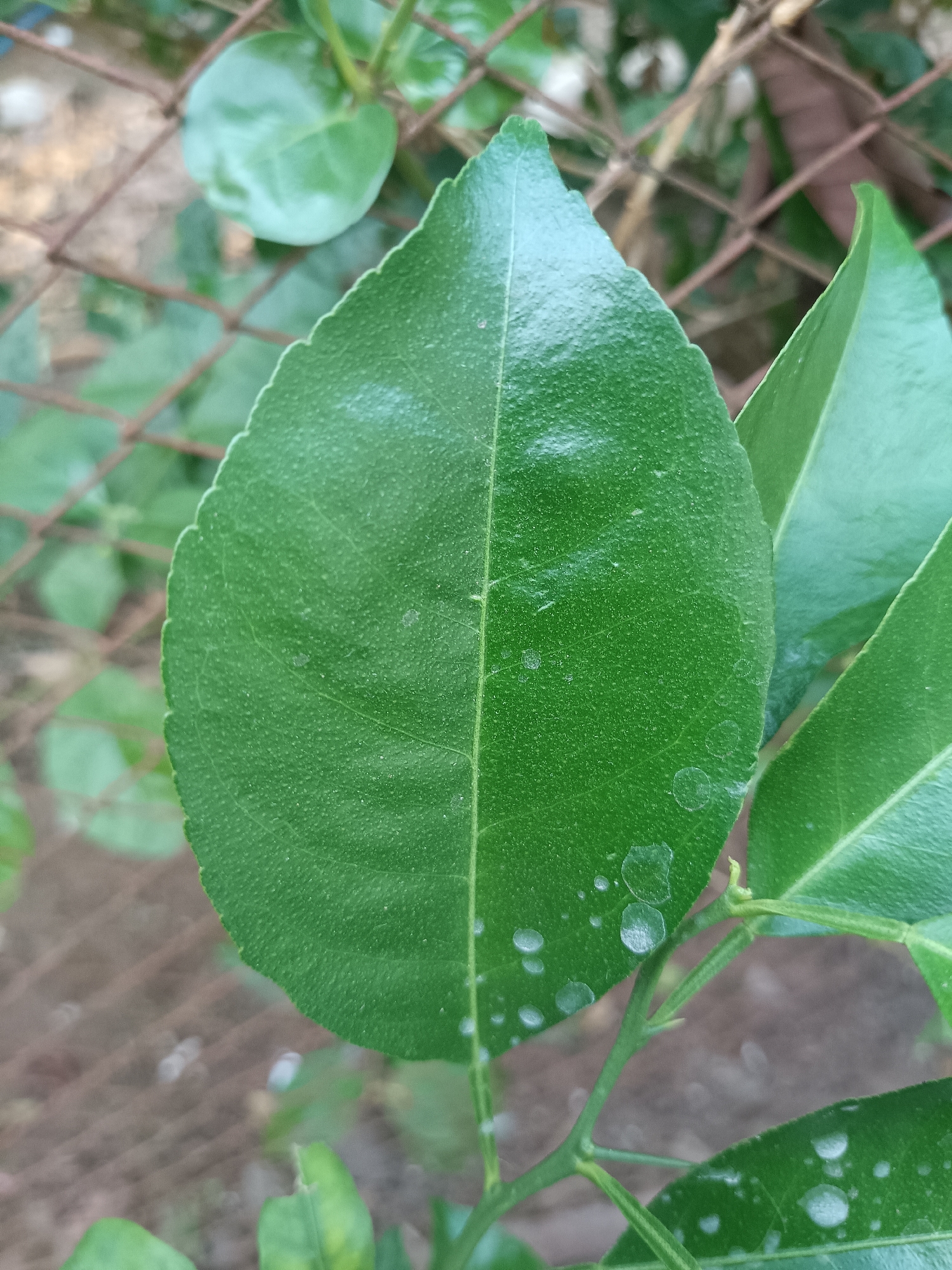 The image shows a close-up view of a vibrant green leaf, possibly from a citrus tree, with small water droplets on its surface. The leaf is oval-shaped with a serrated edge and prominent veins. It is attached to a thin stem, with other green leaves and branches visible in the background. The backdrop consists of a rusty metal fence and blurred foliage, suggesting an outdoor setting. The lighting appears natural, highlighting the texture of the leaf. There is no information in the image that indicates a specific location in Jember, Indonesia.