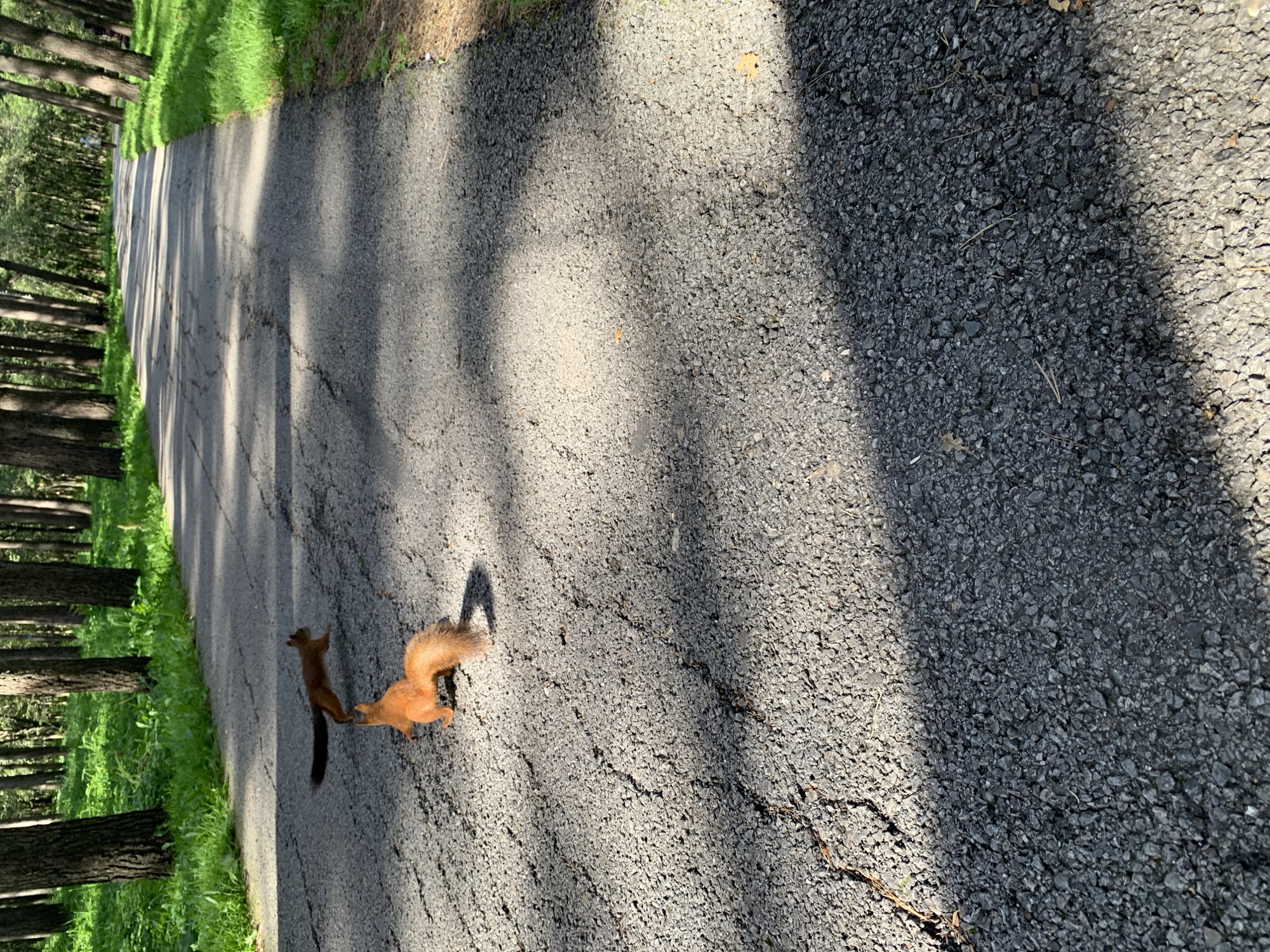 Two squirrels are on a paved path in a park. One squirrel is in the foreground, facing away from the camera with its bushy tail raised. The second squirrel is behind and to the left of the first, in mid-air as if jumping, with its tail trailing behind it. The path is cracked and uneven, with shadows from trees falling across it. The park is lined with tall, slender trees and green grass. The location is a park in Prokopyevsk, Russia.