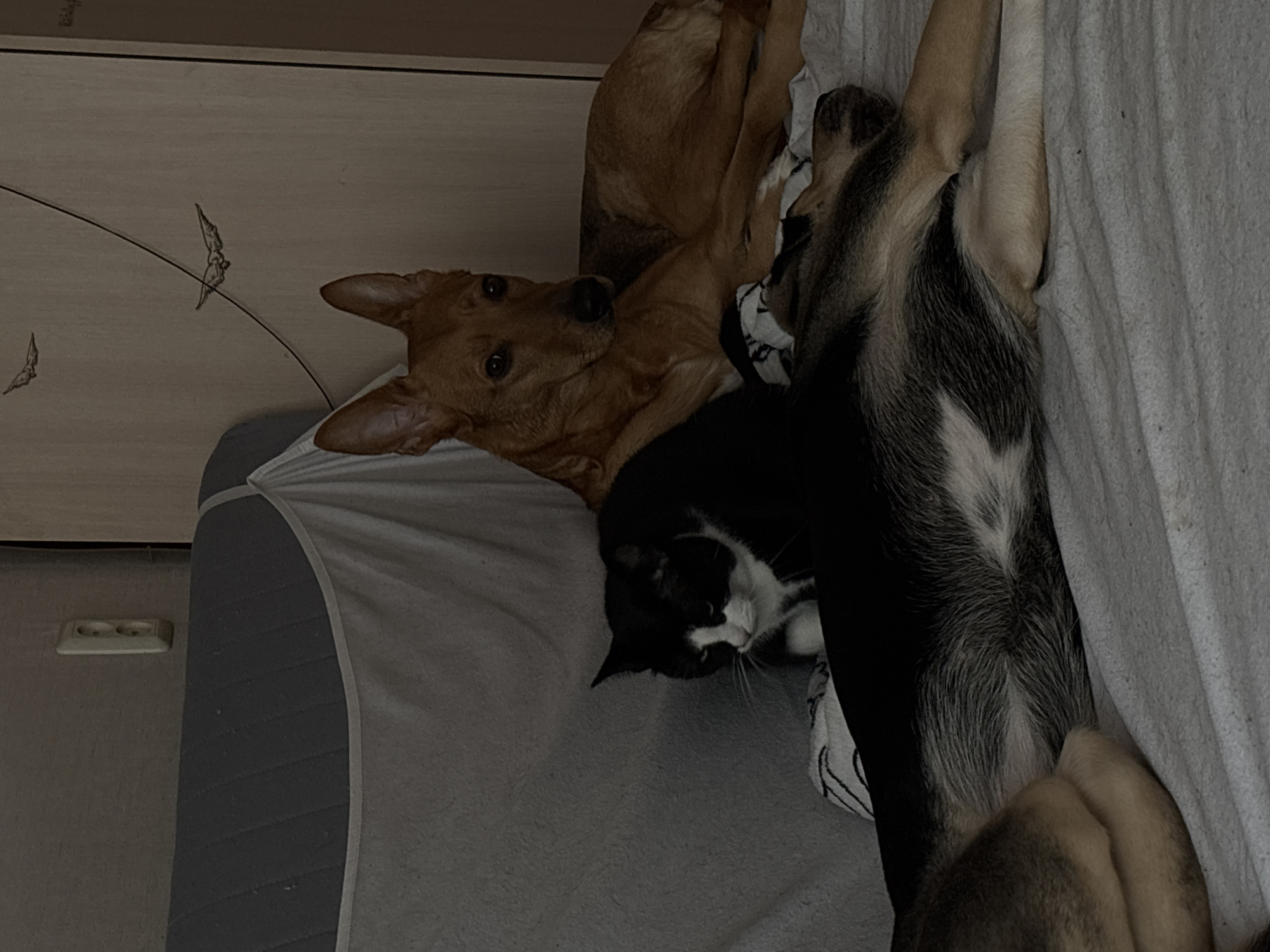 Two dogs and a cat are sleeping on a bed in a dimly lit room, suggesting it is nighttime or early morning. The larger dog, with brown fur, is lying on its side, its head resting on the cat. The cat, which is black and white, is curled up next to the dog. A third dog, larger and with a grey and black coat, is lying on its back, partially obscuring the view of the other two animals. The bed appears to be in a bedroom, with a wall and a light switch visible in the background. The overall mood is peaceful and intimate, with the animals clearly comfortable and close to each other. The setting is likely a domestic environment within Saint Petersburg, Russia. There is no visible text in the image.