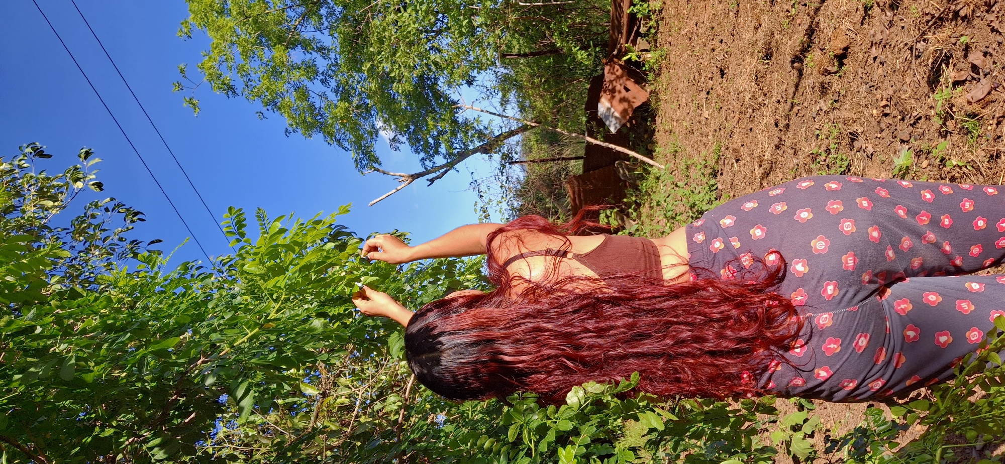 A woman with long, wavy, dark red hair is reaching up to pick leaves from a green leafy tree. She is wearing a dark brown sports bra and dark gray leggings with a repeating pattern of pink and red flowers. The scene is outdoors with a bright blue sky visible above. In the background, there are more trees, some dry brush, and a rustic fence. There are also some rusty metal objects and a piece of corrugated metal on the ground in the middle ground. The ground appears to be dry and covered in dirt and leaves. The lighting suggests it is a sunny day. The location is the city of Vallecito, Venezuela.