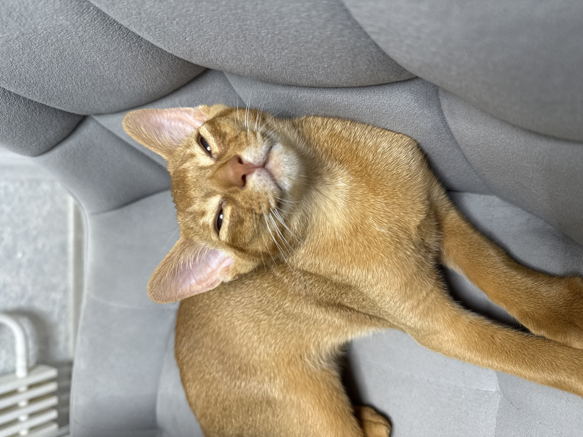 An Abyssinian cat with golden-brown fur is lying on a plush grey pet bed. The cat's eyes are partially closed, giving it a relaxed or sleepy appearance, and its ears are perked. The pet bed is contoured with soft, rounded shapes, and it appears to be indoors. There are no people or any other animals visible in the image. The background shows a blurry white structure, possibly a piece of furniture or a wall. The image is well-lit and the focus is on the cat. There is no information or context available that would place this image in Stary Oskol, Russia.