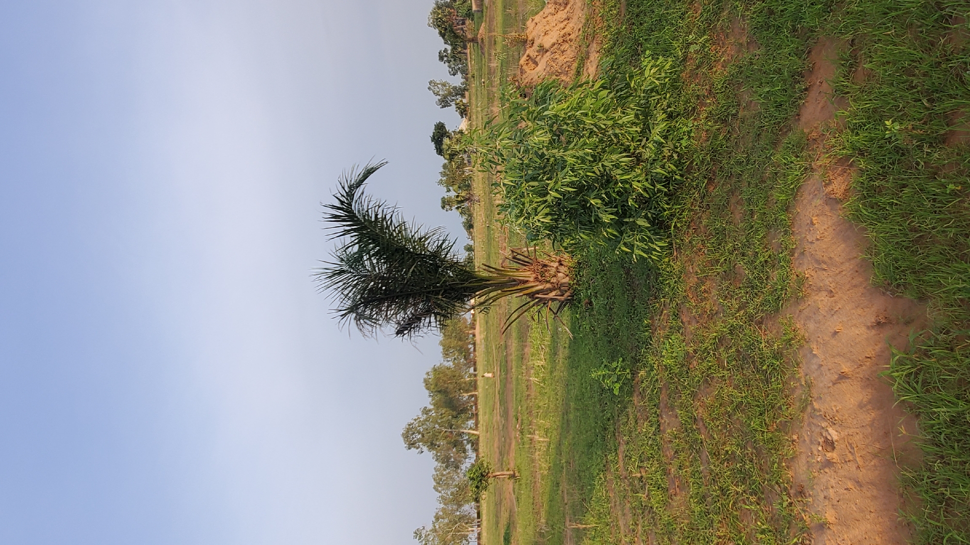 An outdoor, eye-level, vertical, full shot captures a landscape scene on a clear day, possibly in Jalingo, Nigeria. The sky is a light, clear blue, with the sun low on the horizon, casting soft light and shadows. In the foreground, a dirt path runs diagonally from the bottom left corner, bordered by green grass.
Dominating the mid-ground is a palm tree with a thick, textured trunk and a crown of spiky green fronds. To the right of the palm tree is a dense, leafy green bush. The ground is covered with dry grass and patches of bare earth. In the distance, a line of trees with light green foliage stretches across the horizon. A single, small figure, possibly a person, is visible in the far distance, walking across the grassy field. Further back, the terrain appears uneven with mounds of earth, suggesting construction or cultivation. The overall impression is one of an undeveloped or rural area.