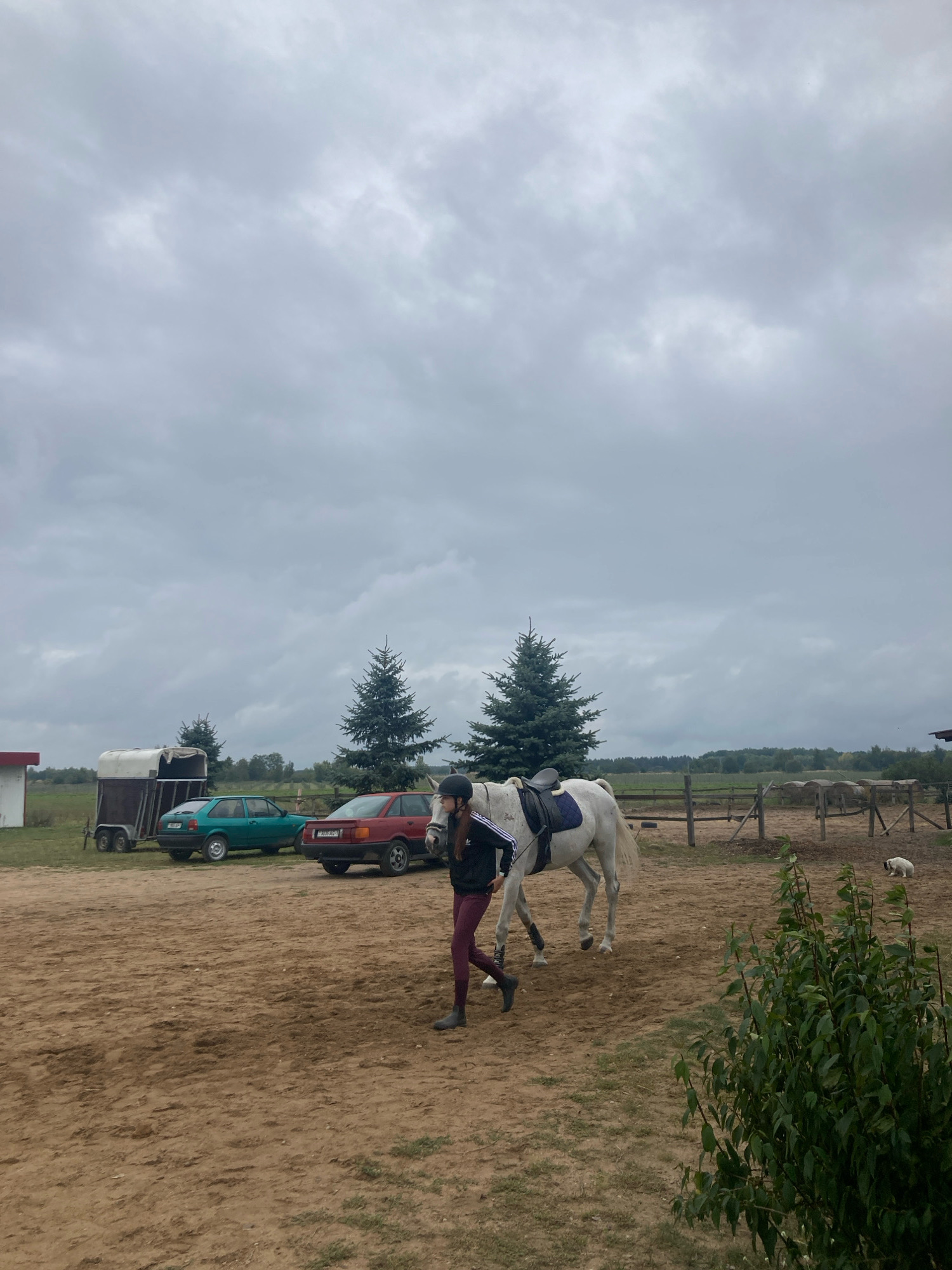 The image depicts an outdoor scene at a rural property, likely a farm or equestrian center, in the Тэльмінскі сельскі Савет, Belarus. A young person wearing a black helmet, black jacket with white stripes, and maroon pants is leading a white horse with a saddle. The horse is walking to the right of the frame. In the background, a green car and a red car are parked. A horse trailer is also visible. Several evergreen trees are scattered across the landscape, and a wooden fence encloses a portion of the property. The ground is covered in sand and dirt. The sky is overcast with gray clouds. A small white dog is present in the far right background.