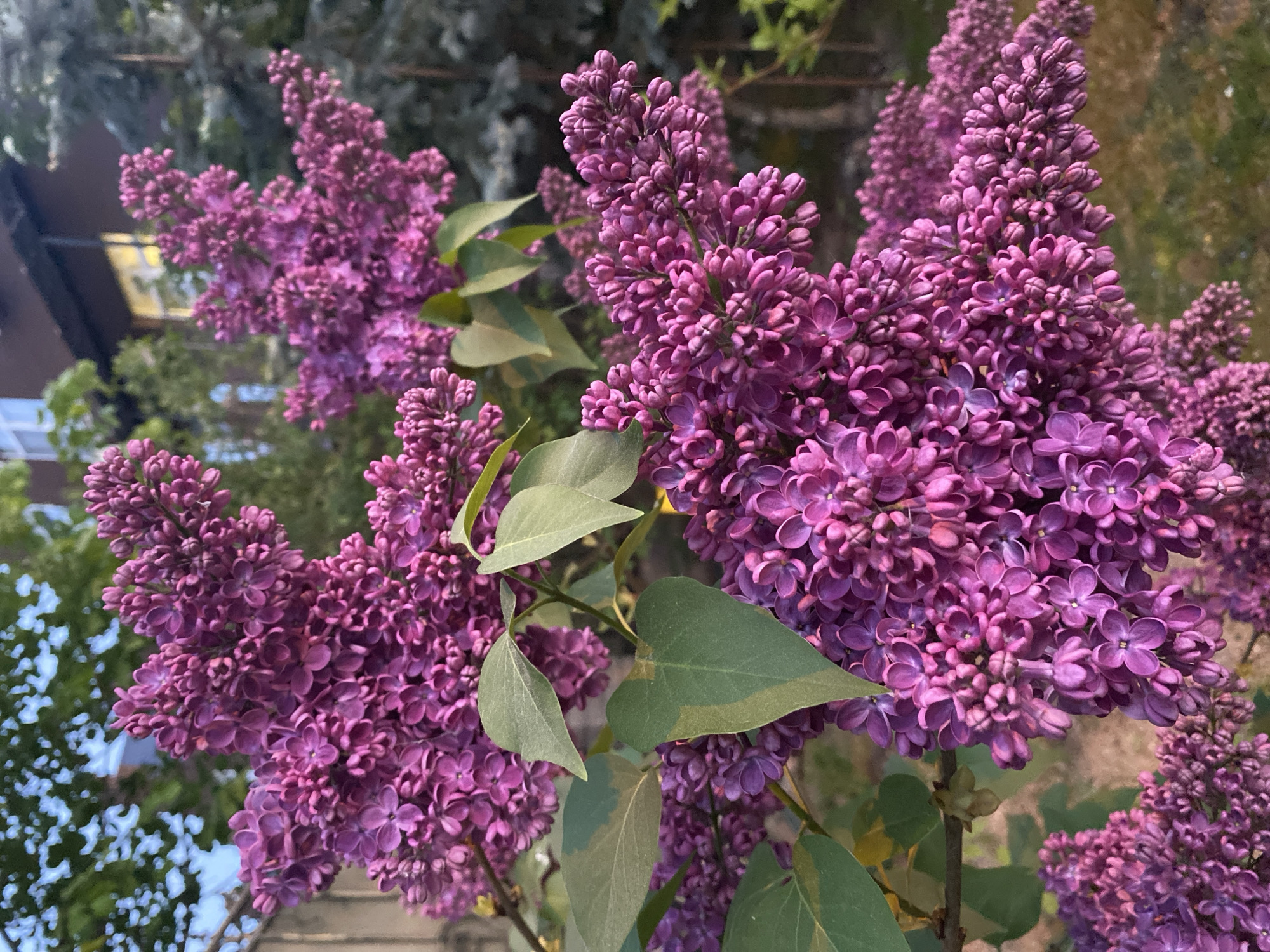 The image depicts a close-up view of several clusters of purple lilac flowers in full bloom, interspersed with green leaves. The flowers are densely packed, creating a textured appearance. The background shows hints of green foliage and partial views of what appears to be a building and trees, suggesting an outdoor setting. The location is Moscow, Russia.