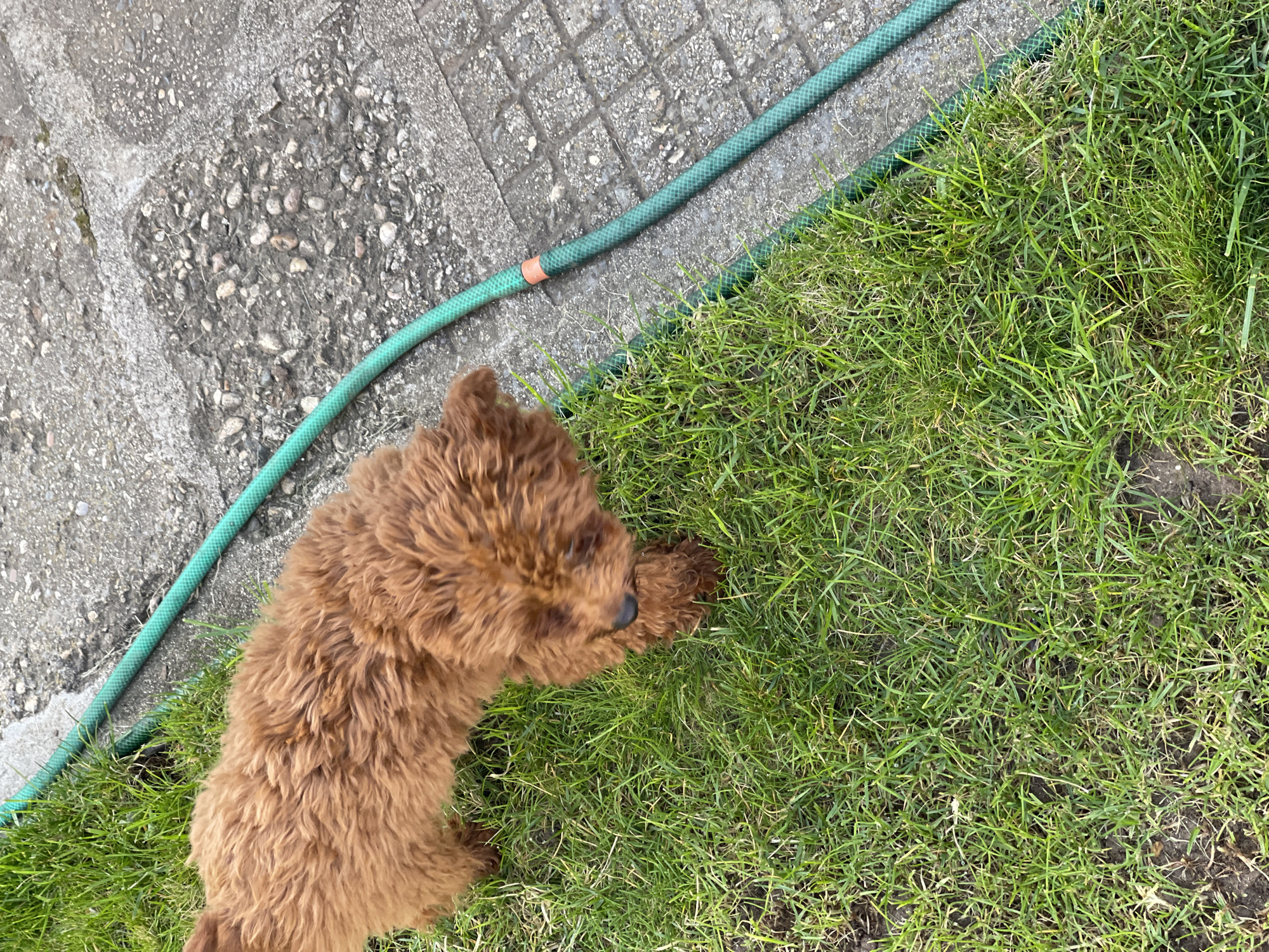 The image captures an outdoor scene from a top-down perspective, featuring a small, brown, fluffy dog, a green garden hose, concrete paving, and green grass.
The main subject is a reddish-brown, curly-haired dog, likely a poodle mix, positioned on the edge of the grass in the lower left portion of the frame. Its back is mostly towards the viewer, and its head is turned slightly to the right, with its dark snout and one eye partially visible as it appears to be engaging with its paw or the blades of grass.
The scene is divided diagonally by a green garden hose. The upper left half of the image consists of a textured concrete or paved surface, featuring a mix of smooth areas and exposed pebbles, with some faint grid patterns. The lower right half is covered in lush green grass. The hose, which runs from the bottom left to the top right, has a small orange connector or band visible towards the top.
The lighting is bright and natural, indicating daytime. There are no other subjects like people or additional objects clearly visible. No text is present in the image. The setting appears to be a backyard or garden area. The dog seems to be resting or playfully interacting with its surroundings.