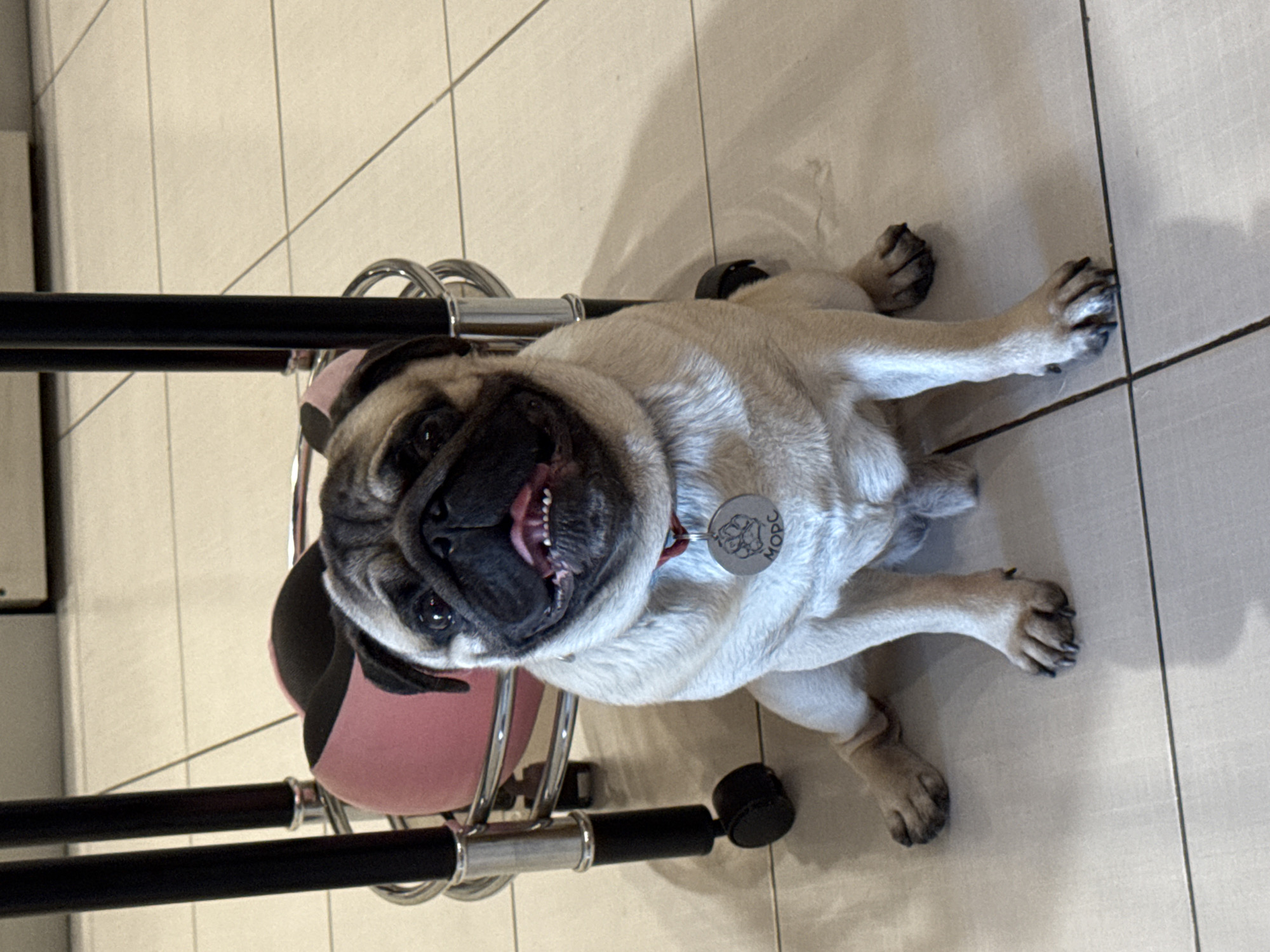 A fawn-colored pug sits on a tiled floor, facing the camera. The pug has a black mask around its eyes and muzzle, and its tongue is slightly visible. It is wearing a red collar with a silver tag that has an imprint of a paw and the letters "MOPC". The pug is positioned under a dark metal and chrome stand, which has a pink and black cushion-like object within its frame. The background consists of light-colored floor tiles. The lighting suggests an indoor setting, likely a home or commercial space. No specific landmarks or indicators place this image within the city of Irkutsk, Russia.