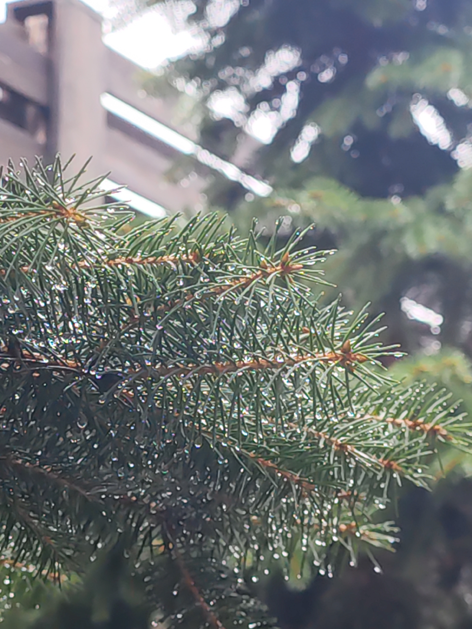 The image shows a close-up of a spruce tree branch covered in water droplets. The needles of the spruce are a vibrant green, and the water droplets glisten, reflecting the light. In the background, out of focus, is a blurry building and more spruce branches. The scene appears to be outdoors in a natural setting within the city of Zima Yuzhnaya, Russia, possibly after a rain shower. There are no people visible in the image, and no specific actions or interactions are depicted. The overall impression is one of natural beauty with an urban backdrop.