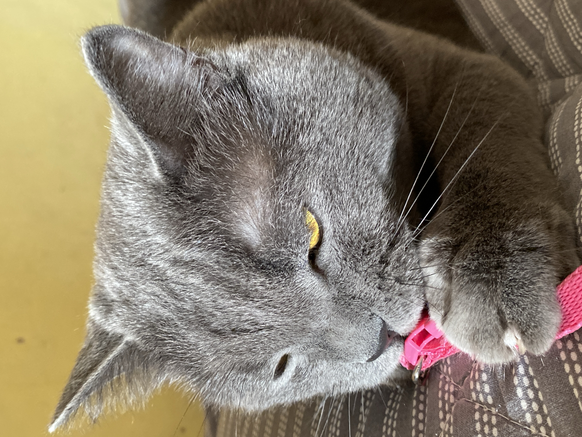 A gray cat lies on a striped, brown and white cushion, its head turned to the left. The cat has yellow eyes and is wearing a pink collar. Its paw is near its mouth, seemingly holding or playing with the collar. The setting is indoors, with a light yellow surface visible in the background. The location cannot be determined from the image.