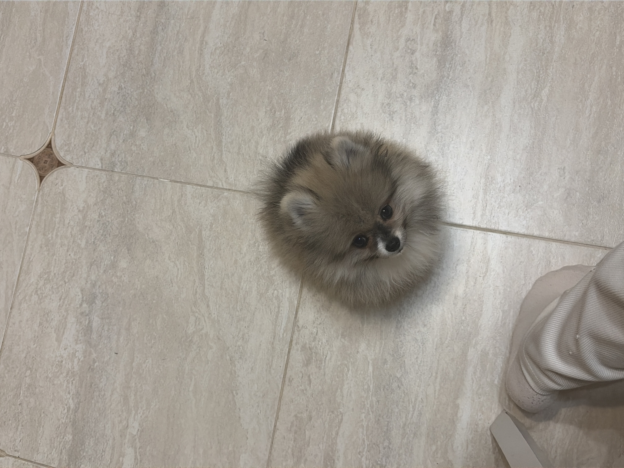 The image displays an indoor scene featuring a small, fluffy dog on a tiled floor. The dog, likely a Pomeranian puppy, has dense light brown and grey fur, black eyes, and a dark nose, looking upwards towards the viewer. It appears round and is the central subject of the photograph. The floor consists of large, light beige-grey rectangular tiles with visible grout lines. A decorative element, a darker brown star-like inlay, is visible at one tile intersection in the upper left portion of the image. In the bottom right corner, a portion of a person's lower leg and foot is visible, wearing light-colored trousers or sweatpants and a shoe. The dog's upward gaze suggests it is interacting with or looking at the person whose foot is present in the frame. The setting is clearly indoors, possibly a home. No specific time of day, weather, or visible text can be determined from the image.