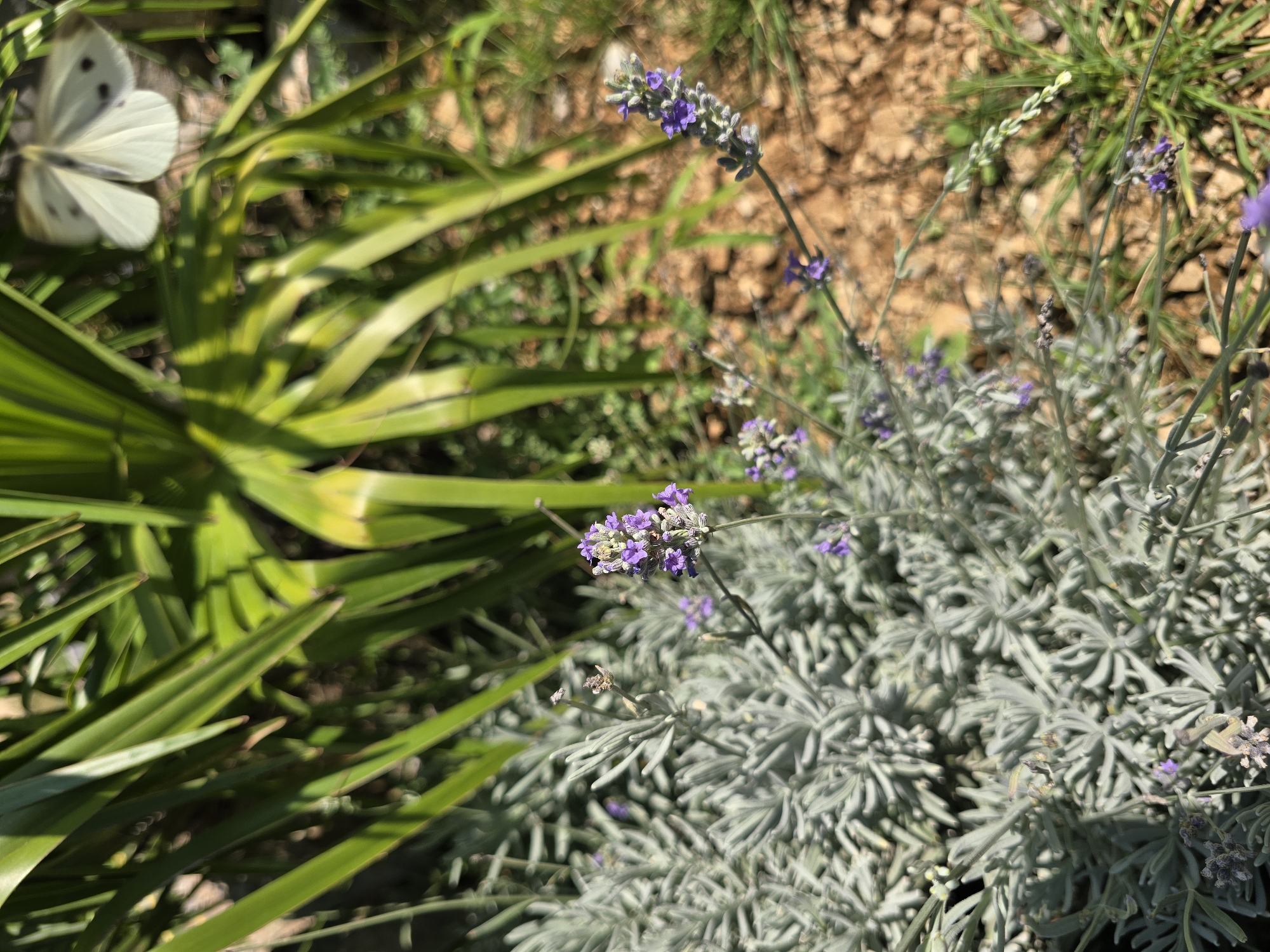 The image depicts a close-up view of lavender plants in a garden, with a white butterfly in the upper right corner, partially obscured by green foliage. The lavender is in bloom, with small purple flowers clustered on thin stalks. The foliage of the lavender is a soft, silvery-green. The background consists of dry, brown soil and green grass. The lighting suggests a sunny day. The scene appears to be an outdoor garden, potentially in Podgorica, Montenegro, given the context of the request. There are no people visible in the image, and no specific actions or interactions are taking place beyond the presence of the butterfly.