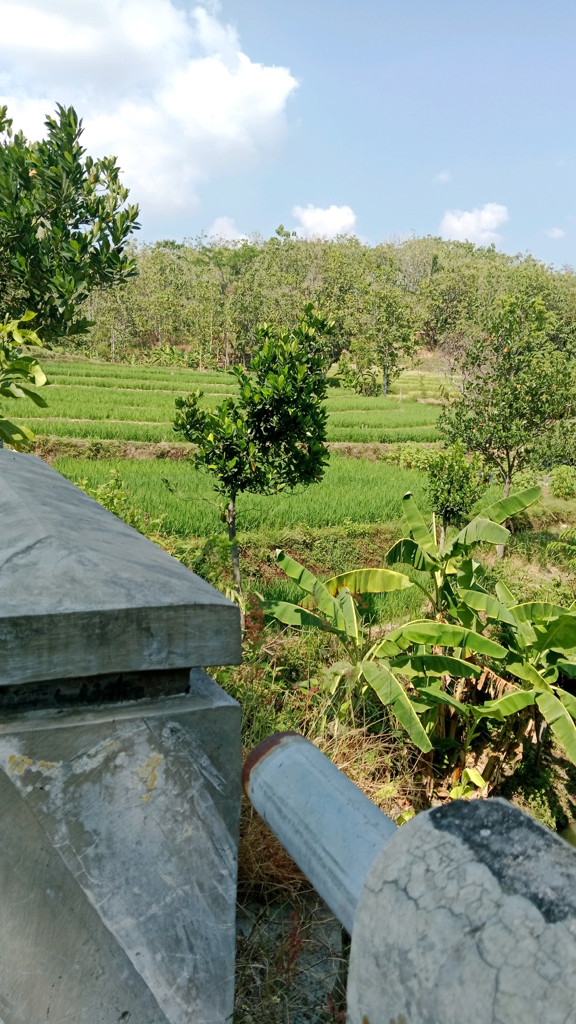 The image captures a tranquil scene of terraced rice paddies in Balegondo, Indonesia, bathed in the warm light of a sunny day. The vibrant green of the rice fields stretches across the middle ground, creating a visually appealing pattern of undulating terraces. A solitary, leafy tree stands prominently in the center of the rice field, its branches reaching towards the sky.
In the foreground, a portion of a weathered concrete structure is visible, its rough texture contrasting with the soft greenery of the landscape. A cylindrical metal pipe, with a rusted end, juts out towards the right side of the frame, partially obscuring the view of the fields. Beyond the rice paddies, a dense cluster of trees forms a natural backdrop, their varied shades of green indicating different species and growth patterns. The sky above is a clear, brilliant blue, dotted with a few fluffy white clouds, adding to the serene atmosphere of the rural setting. The overall impression is one of natural beauty and peaceful rural life in the Indonesian countryside.
