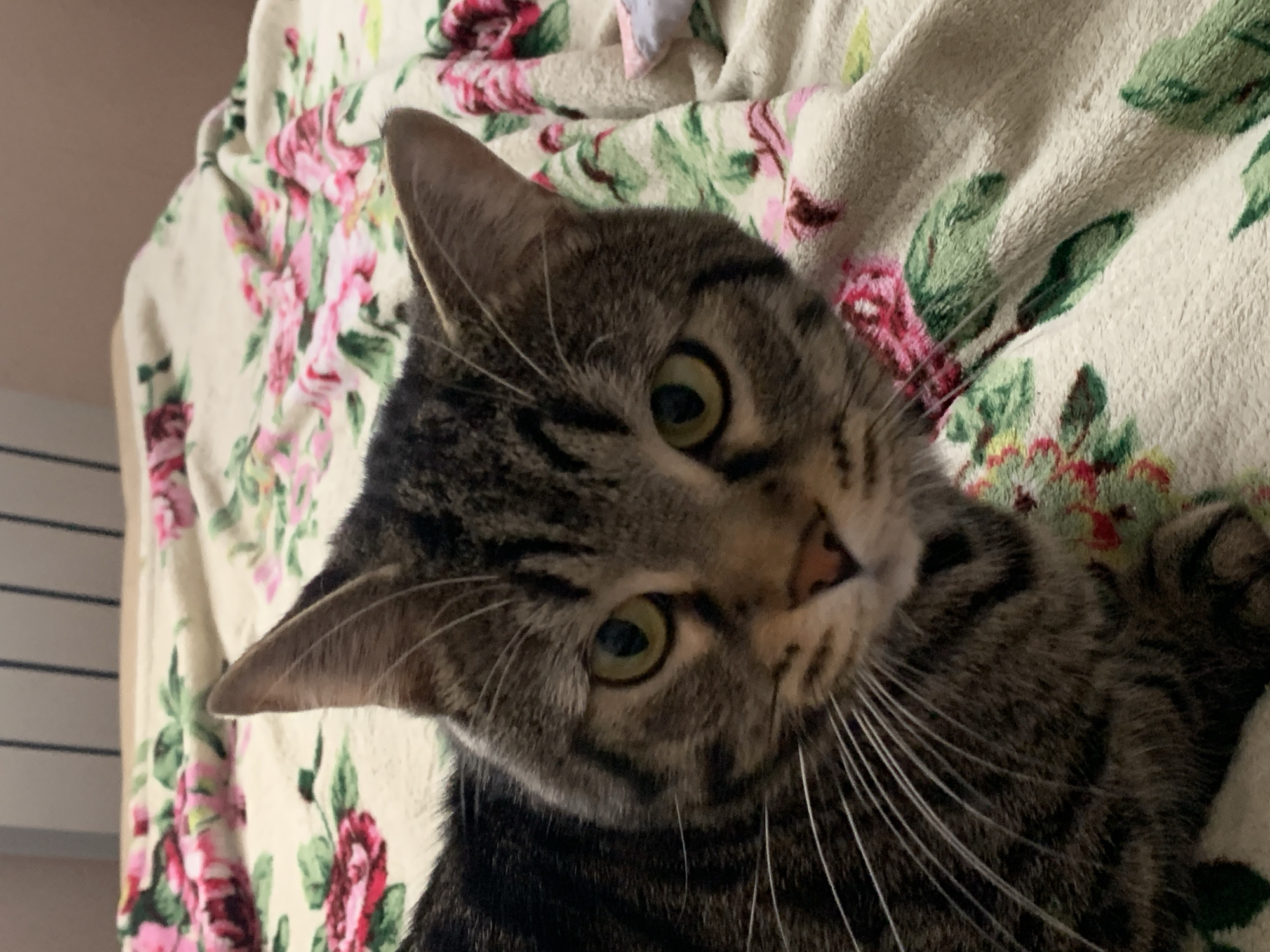 A brown tabby cat with green eyes is lying on a floral patterned blanket. The cat is facing the camera and its head is tilted.