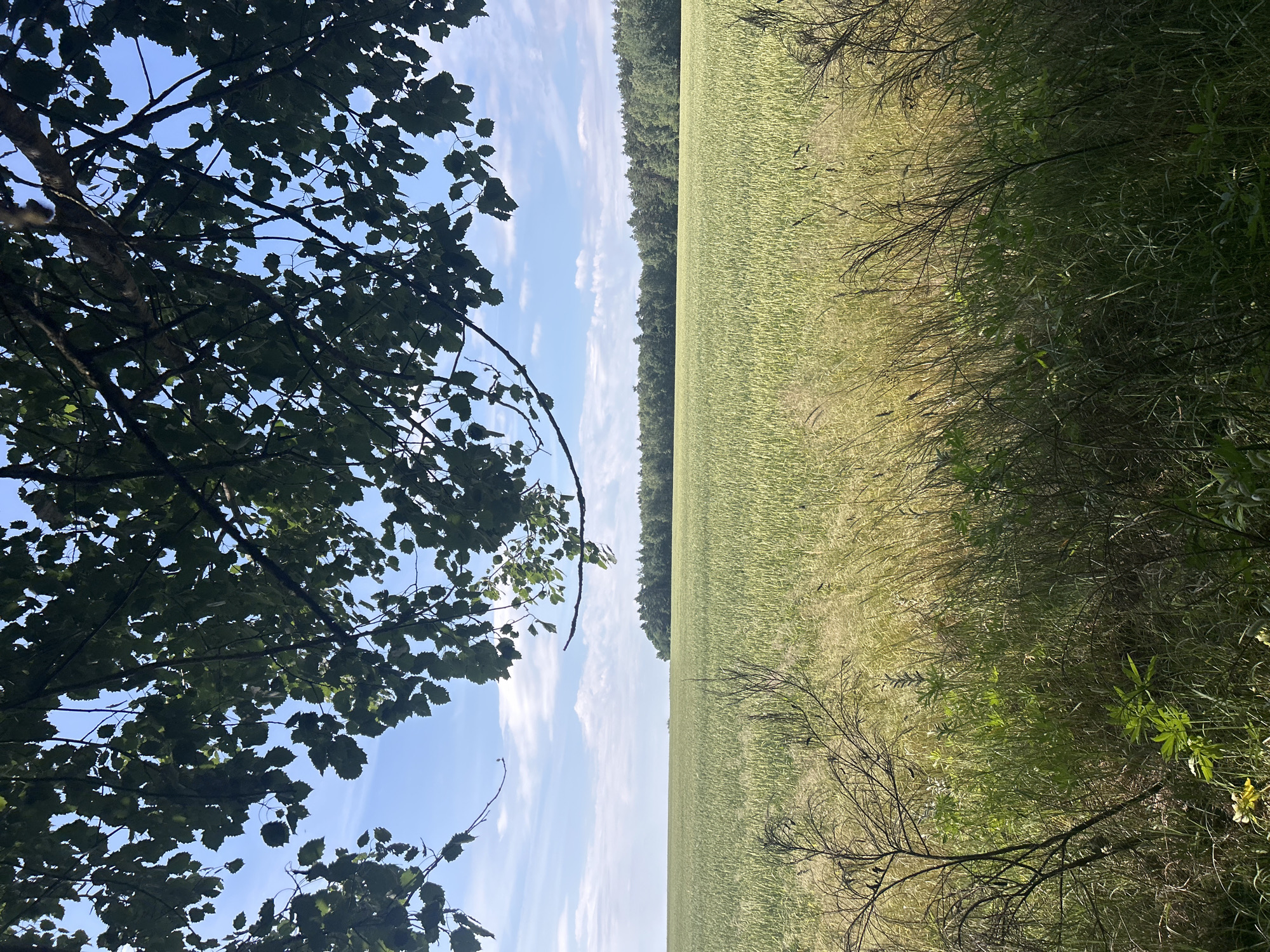 The image depicts a wide, sun-drenched agricultural field, likely a grain field, under a partly cloudy blue sky. The foreground is partially obscured by the branches and leaves of a tree, casting dappled shadows. The middle ground shows the expanse of the field, with hints of taller grasses and weeds along the edge. In the distance, a dense line of trees forms the horizon, suggesting a forest or woodland bordering the agricultural land. The overall impression is one of rural tranquility and natural abundance, characteristic of the landscape in Лунненскі сельскі Савет, Belarus, which is known for its agricultural lands and natural scenery. There are no people or man-made structures visible in the frame.
