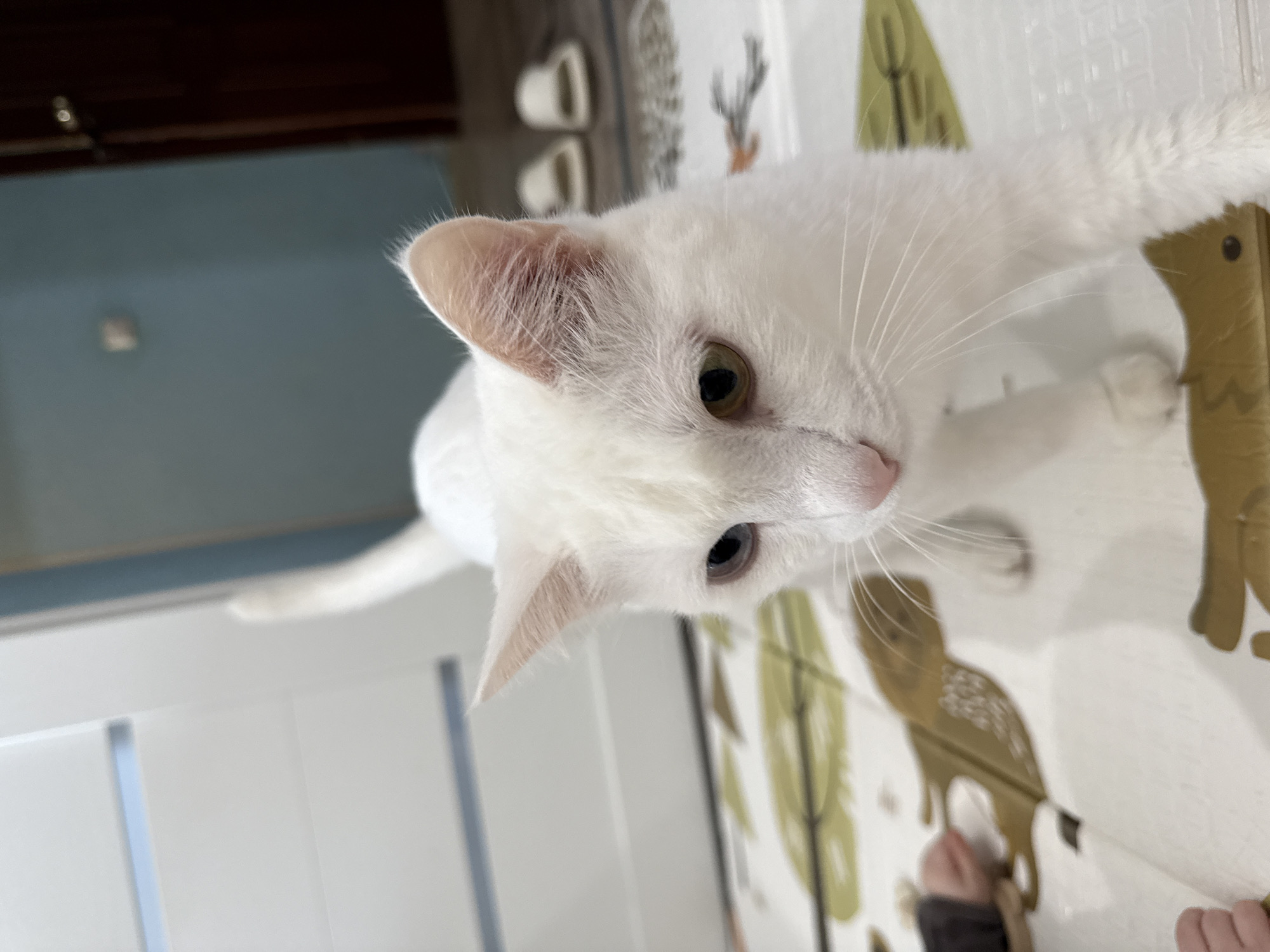 A white cat with heterochromia (one blue eye and one green/yellow eye) is the main subject of the image. It is positioned close to the camera and angled downward, giving a close-up view of its head. The background includes a patterned mat with tree and animal designs, a white door with vertical panels, and a glimpse of a blue wall and dark brown furniture. The edge of a bare foot is visible on the mat towards the bottom right. The photo was not taken in Yakutsk, Russia.