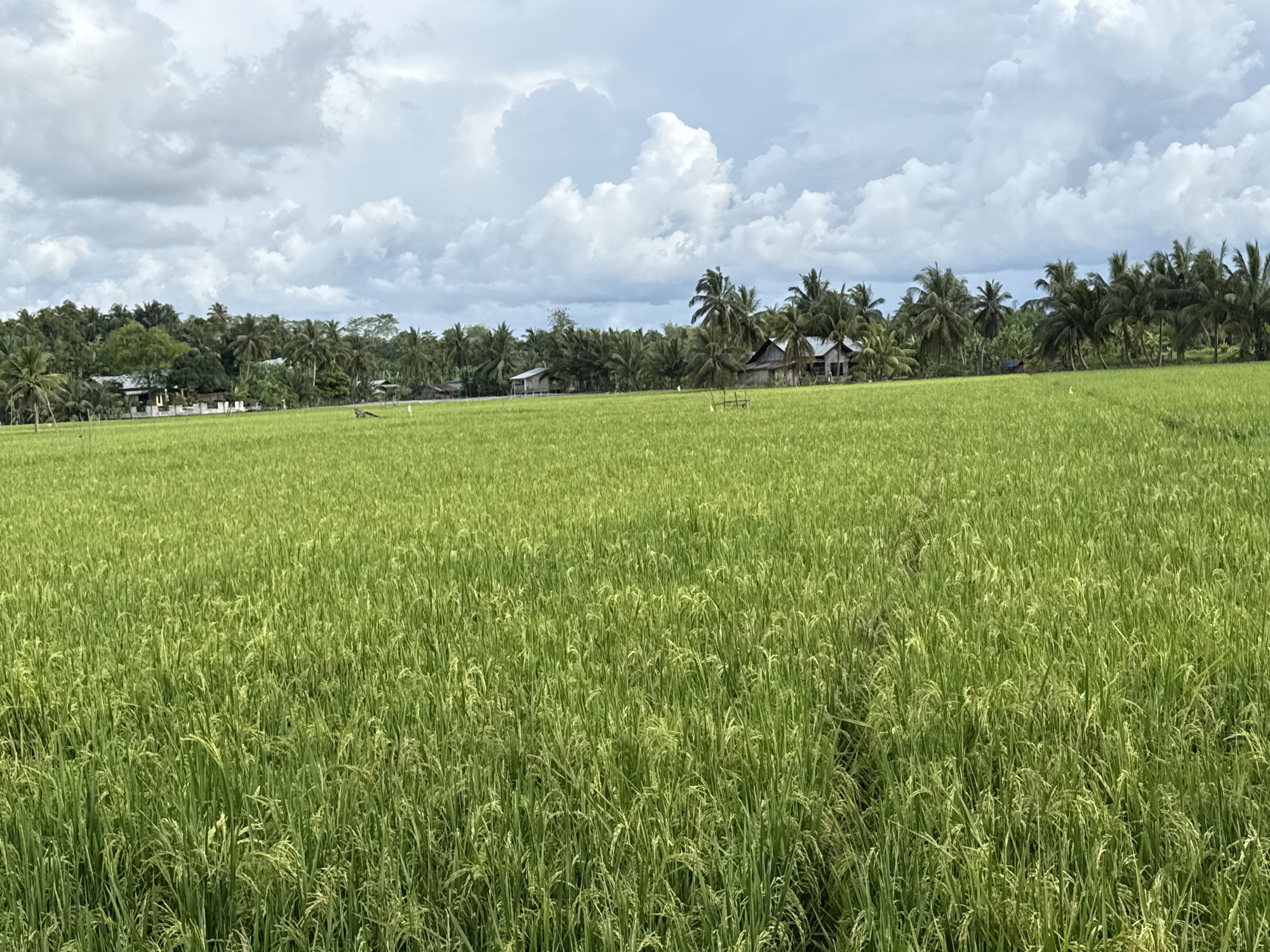 The image shows a wide, lush green rice paddy field in Lhokseumawe, Indonesia. The rice stalks are tall and dense, filling the foreground. In the background, there are several simple houses and structures, partially obscured by trees, including palm trees. The sky is overcast with a mix of white and gray clouds. There are a few white birds standing in the field. No people are visible in the immediate view.