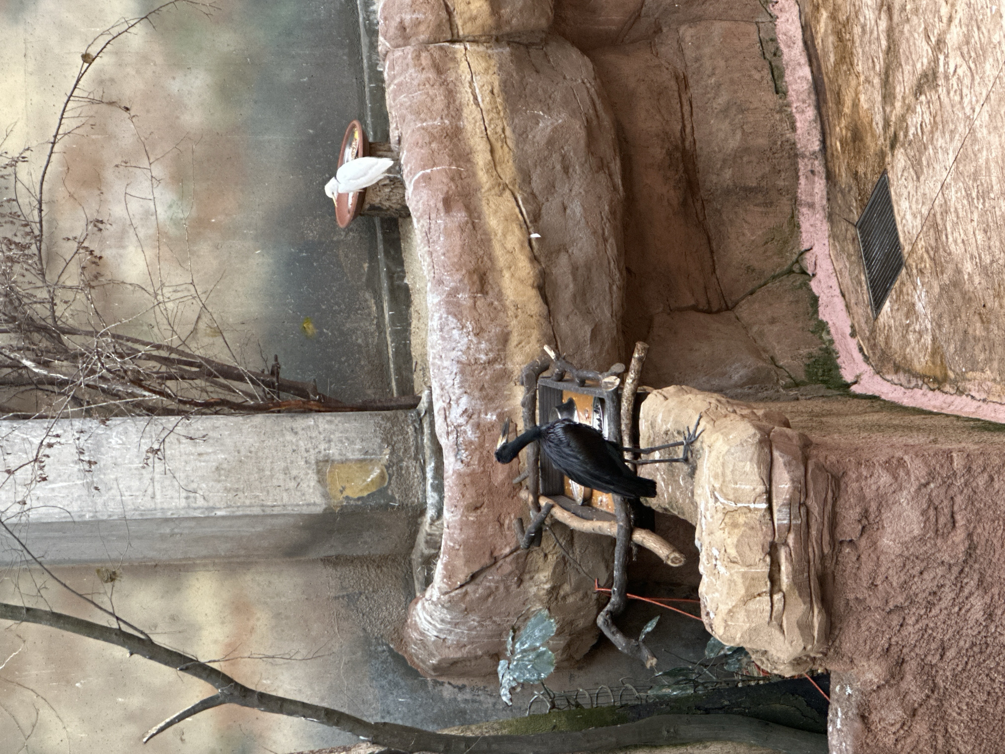 The image shows a constructed diorama, likely from a zoo or natural history exhibit, featuring simulated natural elements and artificial birds. The backdrop is a mottled gray, suggesting an abstract sky or water.
On the left, there are bare tree branches and a partial view of a simulated rock face. A faux white bird is affixed to a mock tree limb.
To the right is a simulated rock formation with varying textures and colors, ranging from light tan to reddish-brown. A black artificial bird with visible wire legs is perched on a constructed branch structure. Other artificial plants and debris are included to enhance the realism of the scene.
It is likely that this image comes from the Wrocław Zoo in Poland.