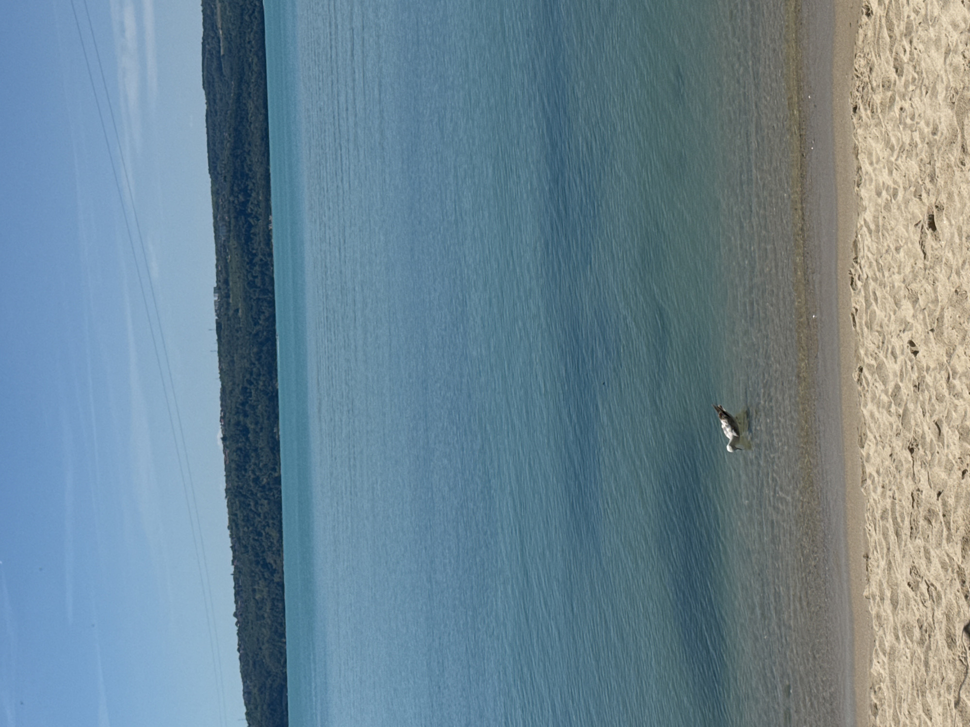The image shows a beach scene, likely in Varna, Bulgaria. A body of water, possibly the Black Sea, occupies a large portion of the image. To the left of the water is a strip of land covered in trees. To the right of the water is a sandy beach. There is a bird standing in the shallow water near the shoreline. The sky is visible in the upper left corner, and power lines can be seen stretching across the sky.