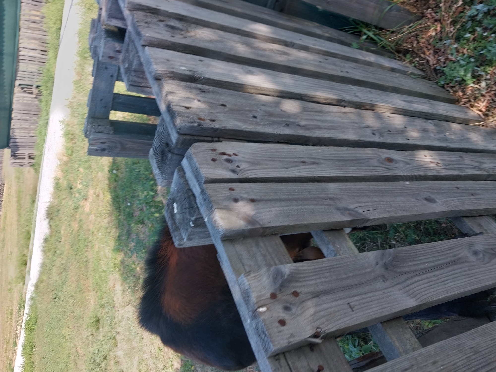 A domestic animal, possibly a goat or sheep, with dark brown and black fur, is visible behind a weathered wooden fence. The fence is constructed from vertical planks of graying wood, showing signs of age and outdoor exposure. The animal's back and hindquarters are the primary visible parts, peeking through the gaps in the fence. The surrounding environment appears to be an outdoor area with dry grass and some greenery. In the background, a path or road is visible, and further beyond, a wooden structure resembling a fence or wall can be seen. The scene is set in Turove, Ukraine.
