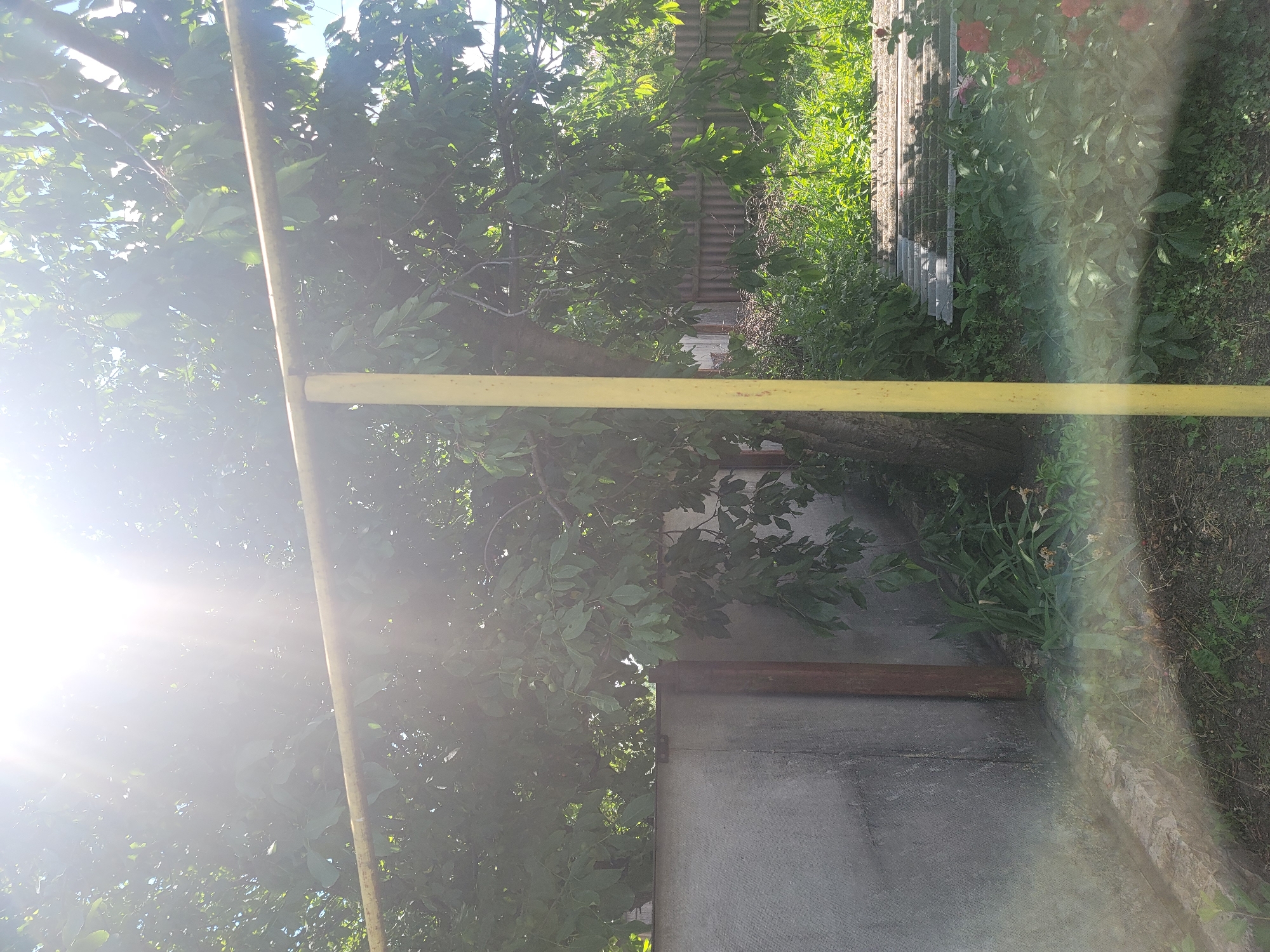 In the city of Vovkivka, Ukraine, a sunny backyard scene unfolds under a bright sky. A tall, mature tree with lush green leaves dominates the center of the frame, its branches reaching outwards. A yellow metal pole stands vertically to the right of the tree, partially obscured by its foliage. A textured gray concrete wall runs along the left side of the image, with a rusty metal pole affixed to its corner. Behind the tree and wall, a weathered wooden fence with corrugated metal roofing panels is visible. The ground is covered in dark soil, with patches of green grass and various plants. In the lower right quadrant, a few red flowers add a splash of color to the scene. The sunlight is intense, creating lens flare effects that streak across the image, particularly in the upper half.