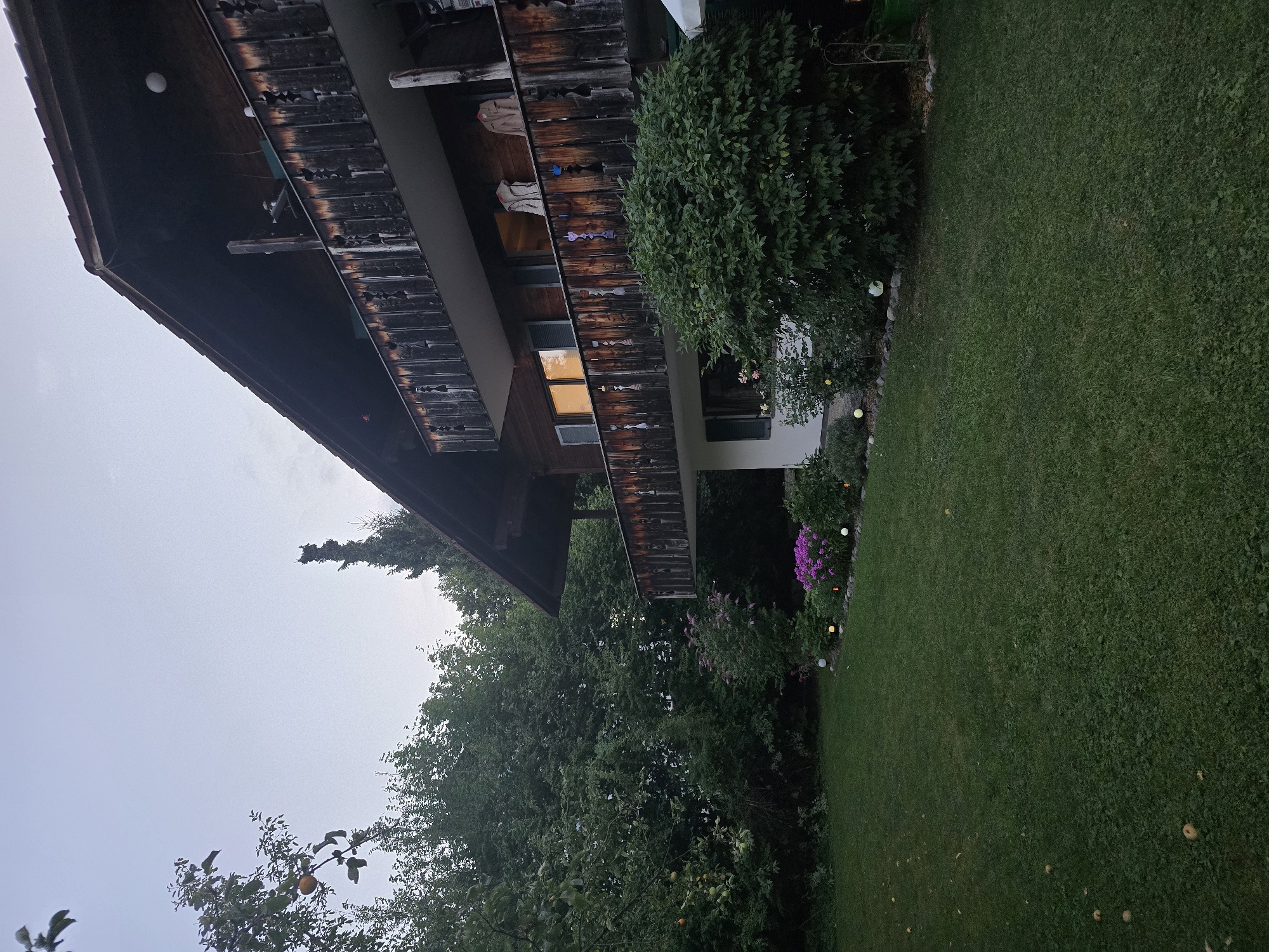 The image depicts a backyard scene at dusk in Garmisch-Partenkirchen, Germany. A two-story wooden house with balconies is prominently featured on the right side of the frame. The house has a dark wooden facade and a steeply pitched roof. The balconies are adorned with rustic wooden railings. On the upper balcony, two light-colored jackets are hanging. The ground floor has windows with shutters.
In front of the house, a well-maintained green lawn occupies the majority of the foreground. Scattered across the lawn are several fallen fruits, possibly apples. A border of garden plants, including a large bushy shrub and a cluster of vibrant purple flowers, runs along the edge of the lawn and the house. Several small, spherical garden lights are visible in this border, some illuminated.
To the left of the house, a dense canopy of lush green trees and foliage dominates the background, creating a natural, wooded environment. A branch from a fruit tree with a few orange fruits is visible in the upper left corner. A tall, slender evergreen tree stands out against the sky behind the house. The sky is a pale blue-gray, suggesting the transition from day to night. There are no people visible in the image. The scene conveys a sense of tranquility and a natural, rural setting within or on the outskirts of Garmisch-Partenkirchen.