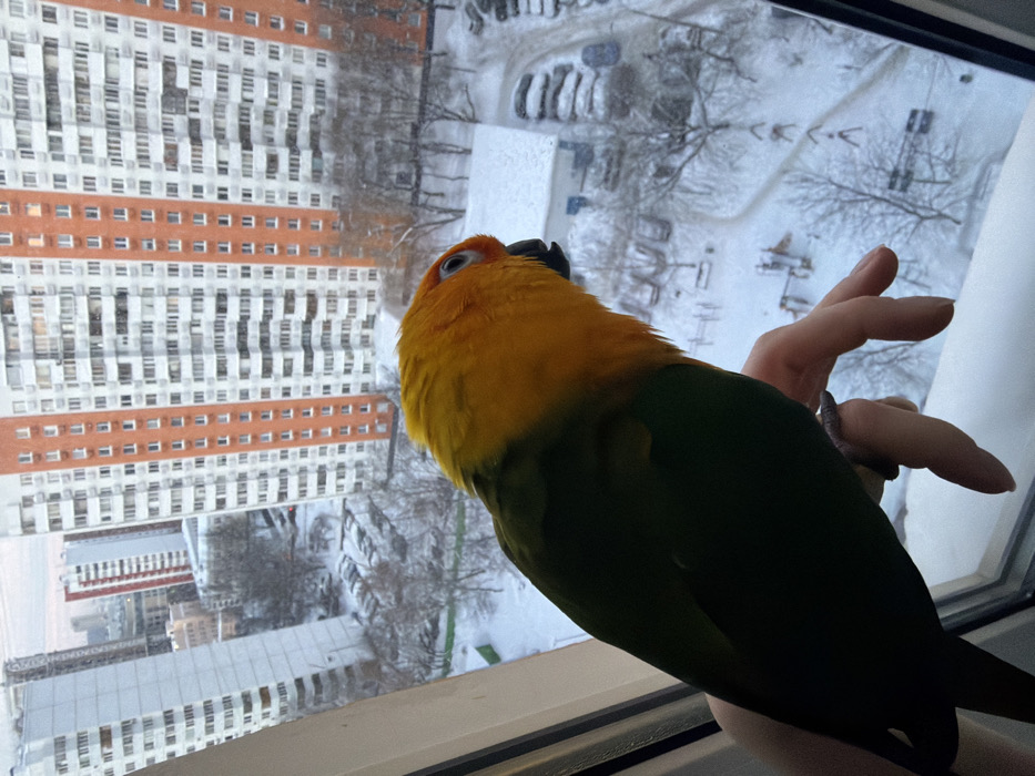 A sun conure perches on a hand against a window view of a snowy urban scene. The bird has yellow and orange plumage on its head and dark green wings. A large apartment building with alternating white and red horizontal bands dominates the background. Snow covers the landscape outside, and bare trees are visible. The bird looks upwards.