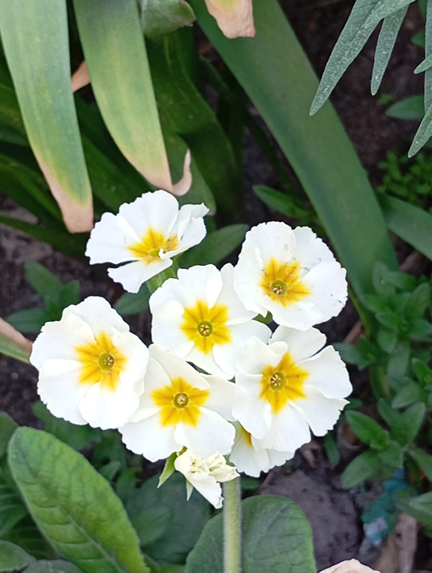 The image captures a cluster of white primrose flowers with vibrant yellow centers, set against a backdrop of green foliage and soil. The petals of the flowers are slightly ruffled, adding texture to the composition. The leaves surrounding the flowers vary in size and shape, ranging from broad, elongated leaves to smaller, more rounded ones. The soil is visible in the background, providing a natural context for the floral display. The scene appears to be a garden or similar outdoor setting.