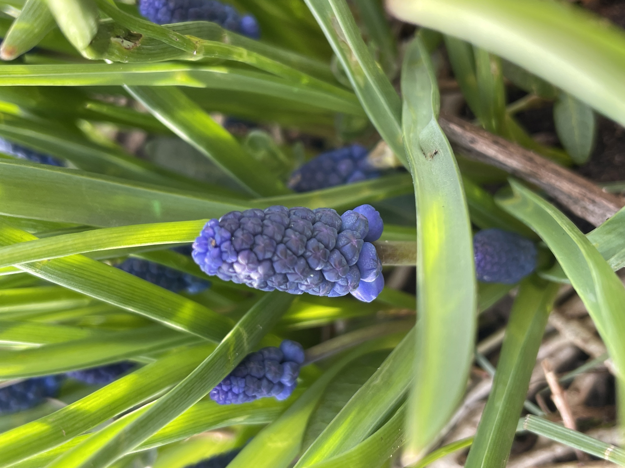 The image shows a close-up of grape hyacinth flowers surrounded by green, blade-like leaves. The flowers are a deep blue-purple color and are densely packed together. The environment appears to be a garden or natural area. There is no information available to determine that this picture was taken in Izhevsk, Russia. No people, actions, or interactions are visible.