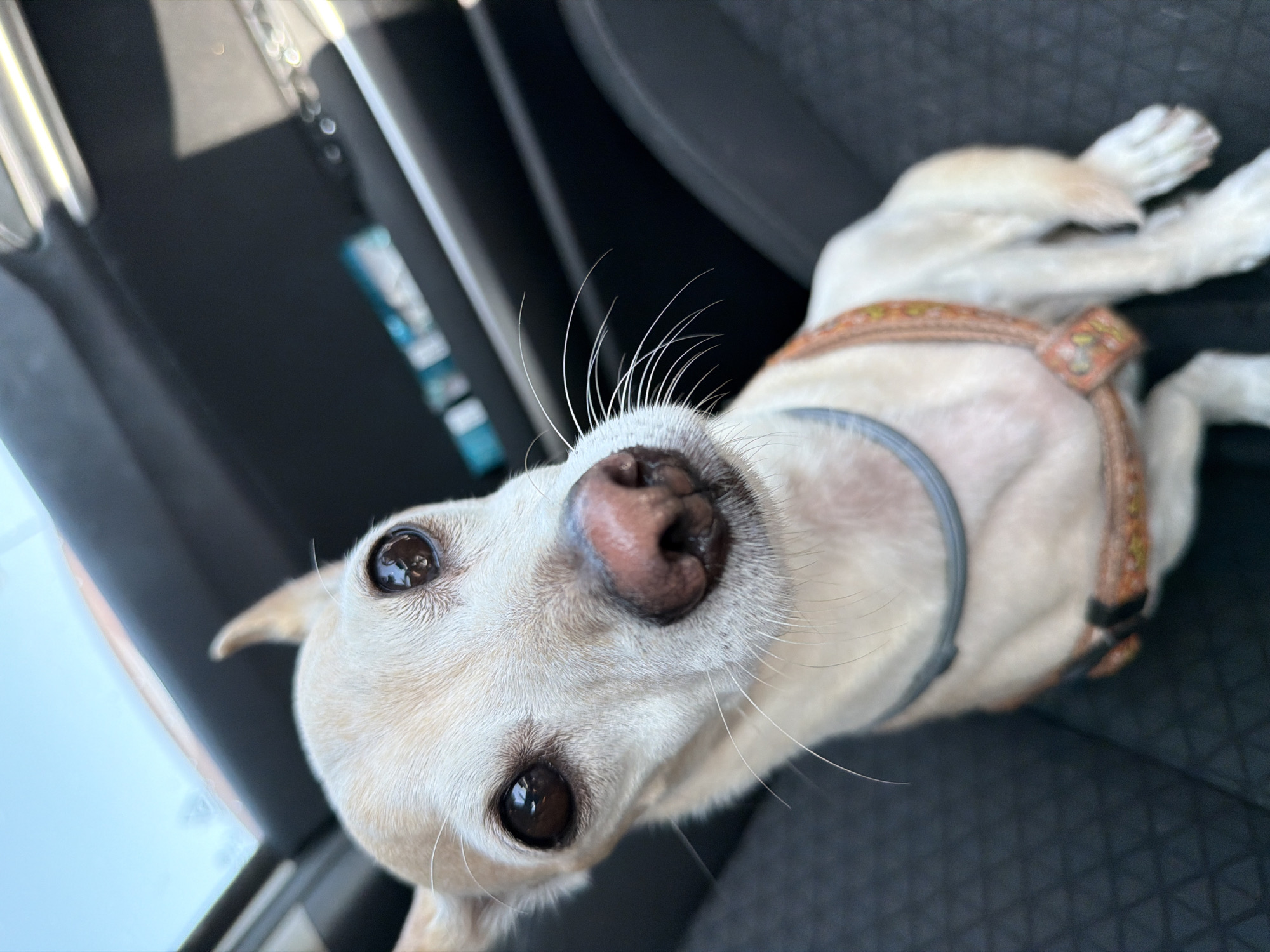 A close-up, low-angle, eye-level shot captures a light-colored Chihuahua dog inside a vehicle. The dog is wearing a harness with an orange, brown, and yellow pattern. The dog's head is tilted slightly upwards and to the right, with its ears perked and large dark eyes looking directly at the camera. Its nose is a light pinkish-brown. The background consists of the interior of a car, with dark grey seating and a dark grey dashboard or console. A sliver of a bright blue and white object is visible on the dashboard. The sky is visible through the car's sunroof, appearing bright and slightly overcast. The overall impression is a candid portrait of a dog in a car. The image is not located in Pazardzhik, Bulgaria; it is a general interior car shot.