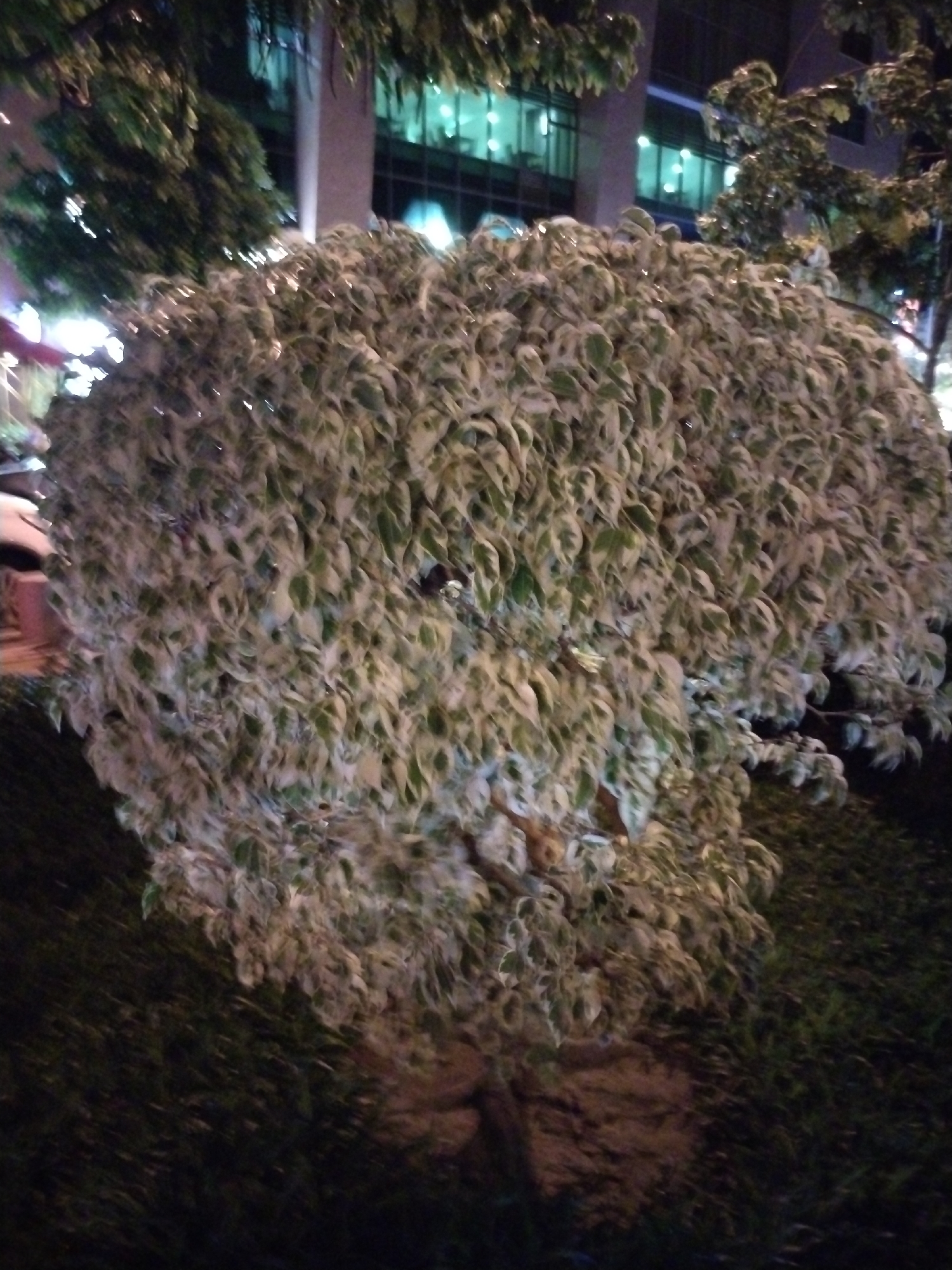 A wide shot shows a bush in an urban setting, likely at night. The bush is dense and round, with green and white variegated leaves. A tree on the right side of the frame shows some of its dark-green foliage, with the dark night. Behind the bush and trees is a building with illuminated windows. The scene is lit by artificial light, casting shadows and highlighting the textures of the foliage and the ground. The location is Nha Trang Ward, Vietnam.