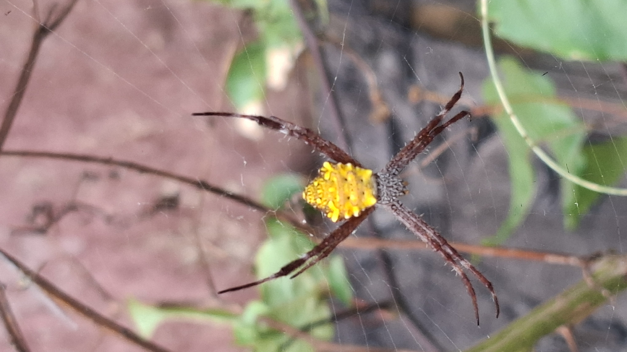 A yellow garden spider, likely Argiope anasuja, is centered in the frame, suspended on its web. The spider's abdomen is a striking, vibrant yellow with black markings. Its legs are brown and hairy, fanned out across the web. The web itself is thin and glistening, with some strands visible against a soft-focus background of green leaves and reddish-brown branches. The environment suggests a garden or natural setting, possibly in Cibinong Hilir, Indonesia, given the presence of lush vegetation. The lighting is soft, indicating it might be overcast or shaded. There are no people or other animals visible in the image.